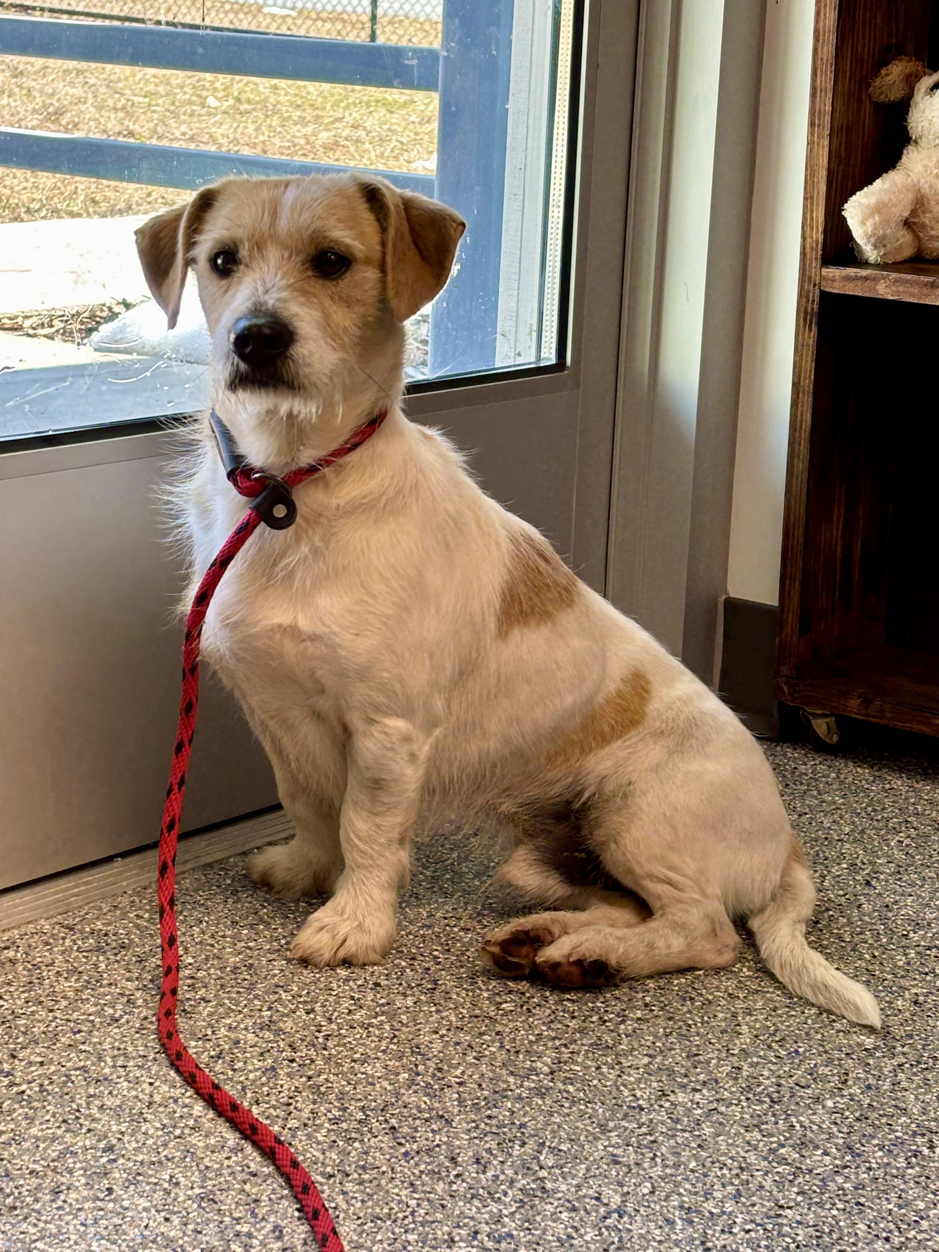 Enlarge McLovins, an adopted mixed breed in Sylva, NC image 1/5