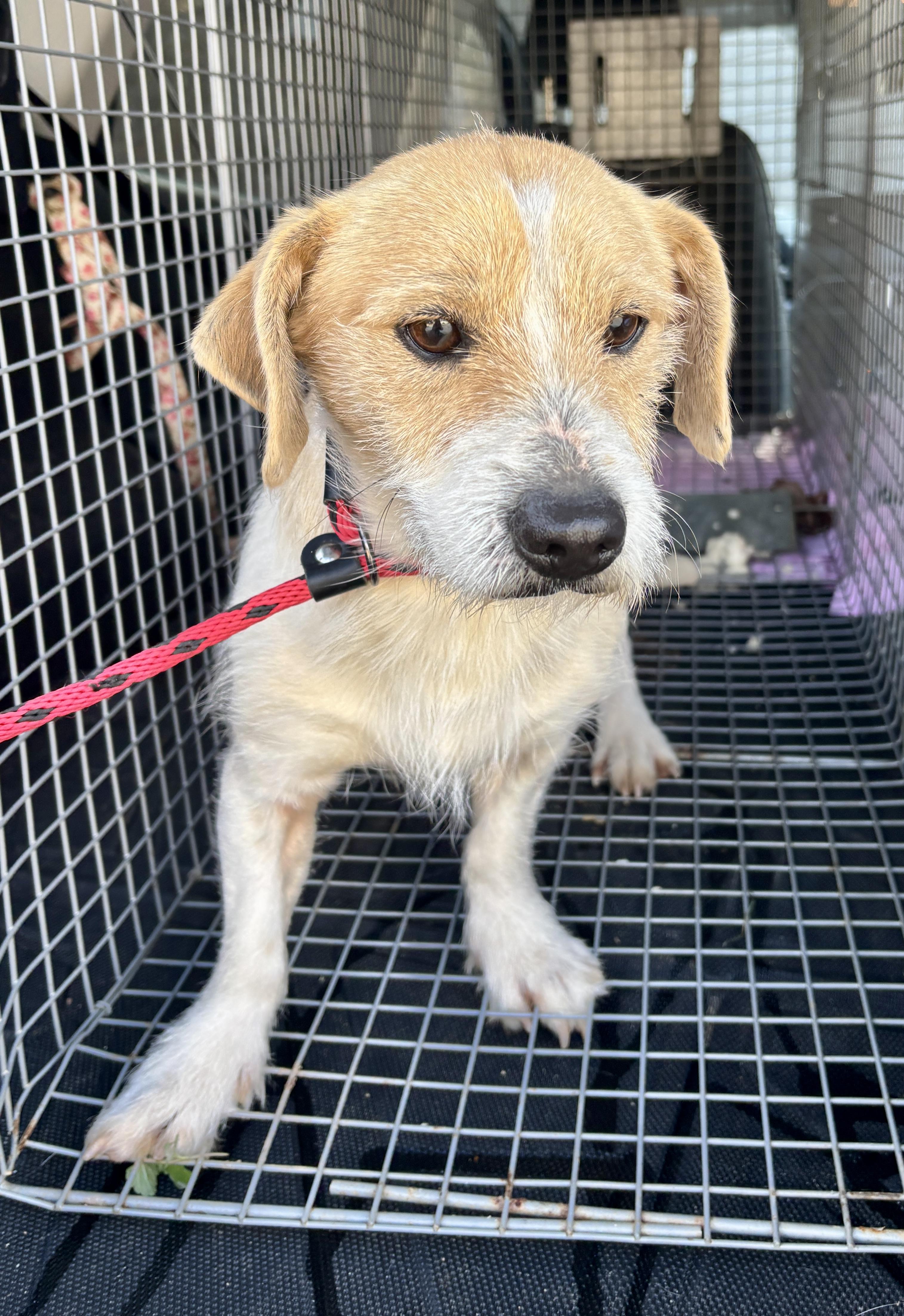 Enlarge McLovins, an adopted mixed breed in Sylva, NC image 5/5