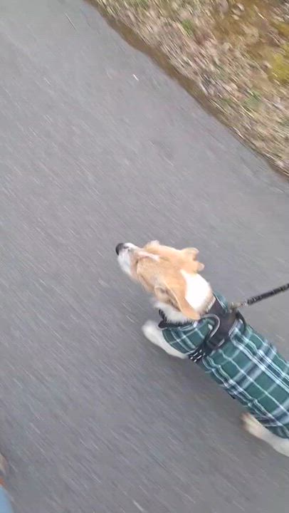 Enlarge McLovins, an adopted mixed breed in Sylva, NC video 2/5