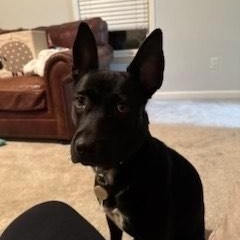 Brittany, Young Female Australian Kelpie