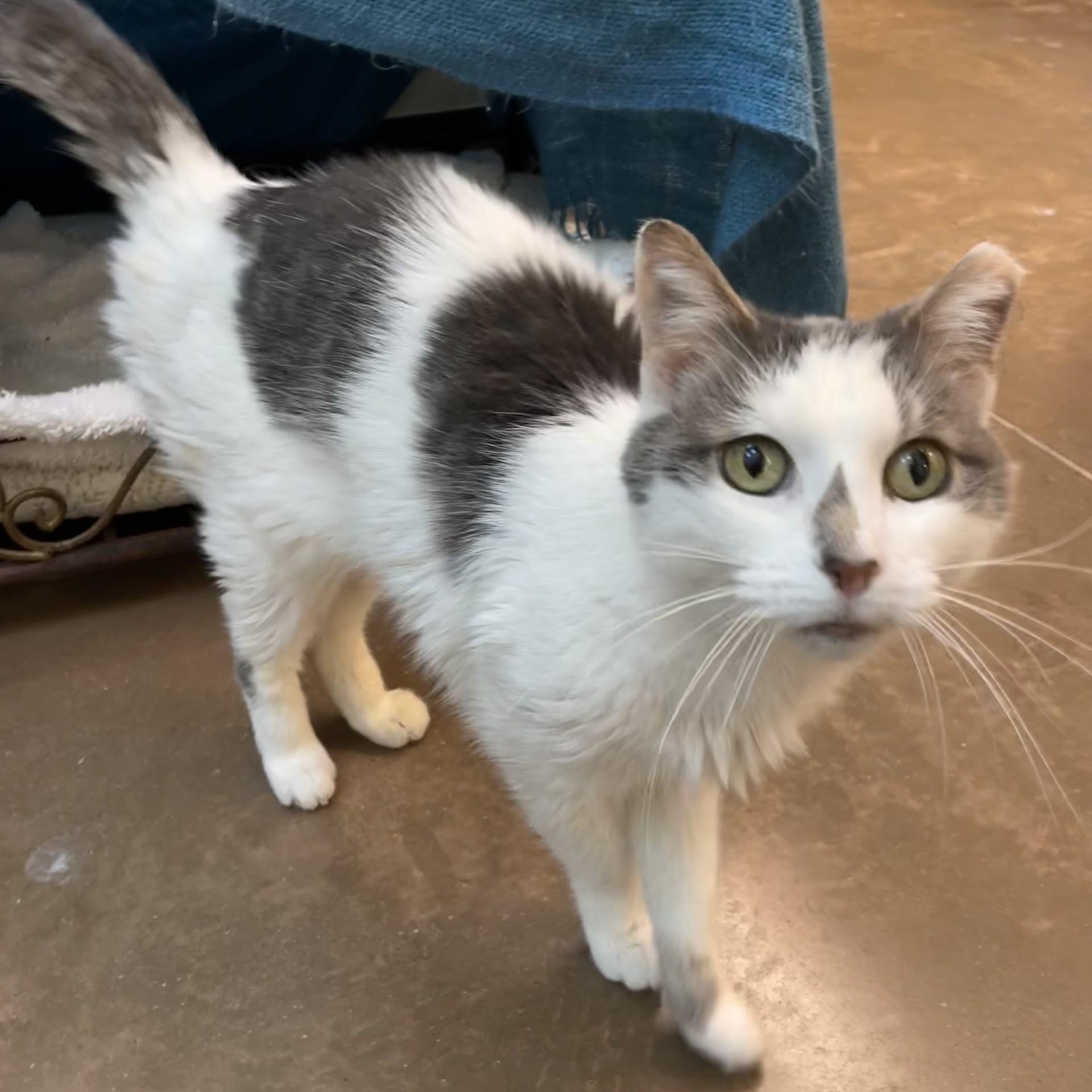 Smudge, a Adoptable Domestic Short Hair in Friday Harbor, WA image 1/6