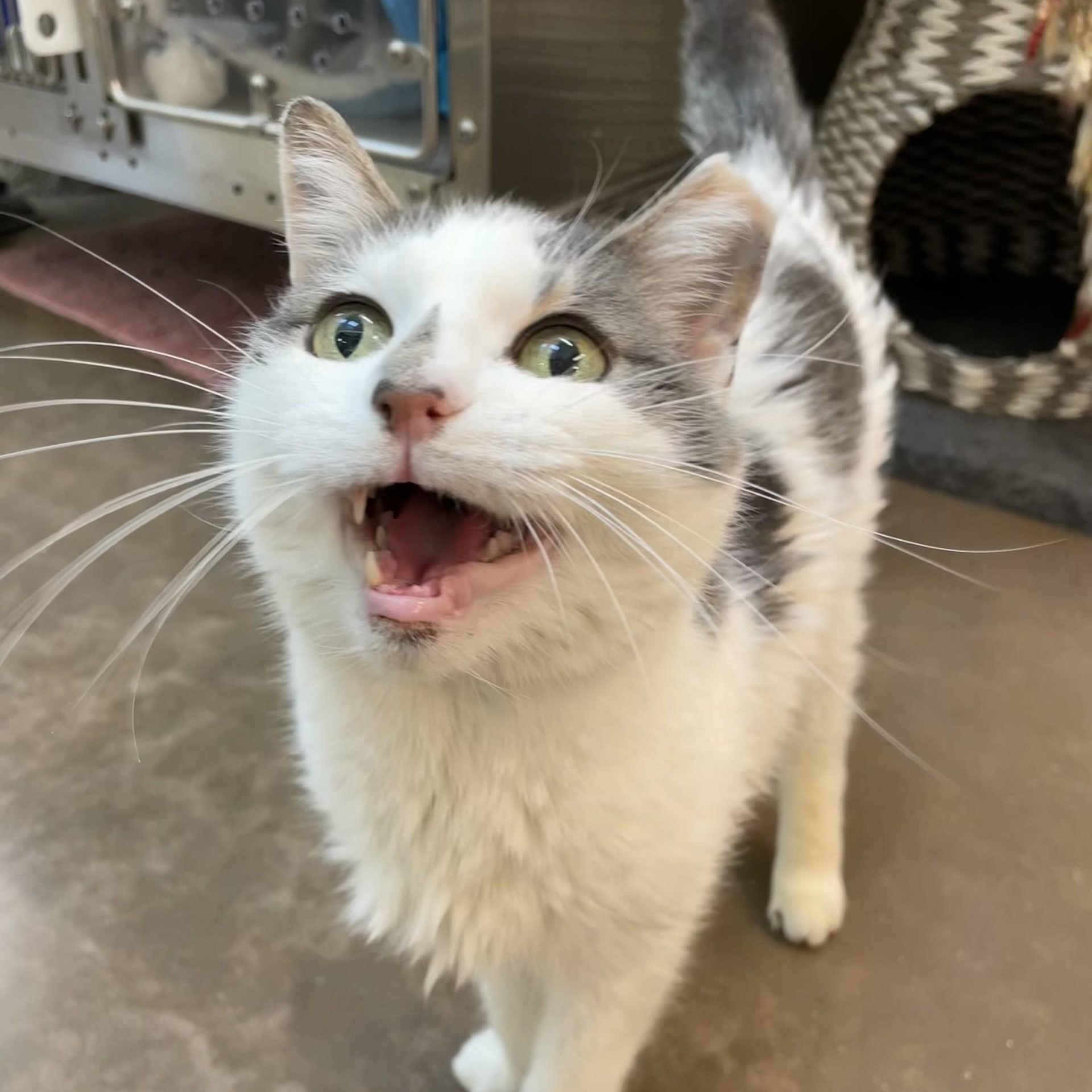 Smudge, a Adoptable Domestic Short Hair in Friday Harbor, WA image 3/6