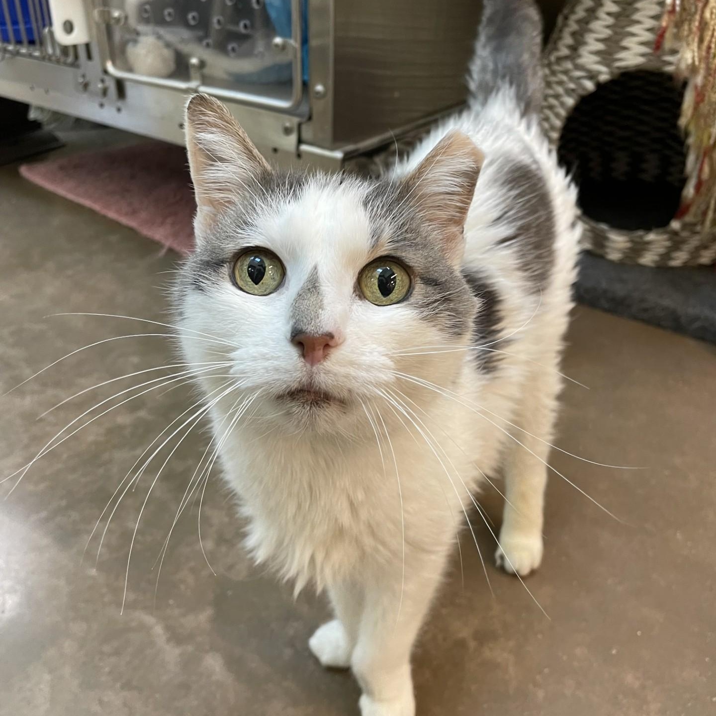 Smudge, a Adoptable Domestic Short Hair in Friday Harbor, WA image 5/6