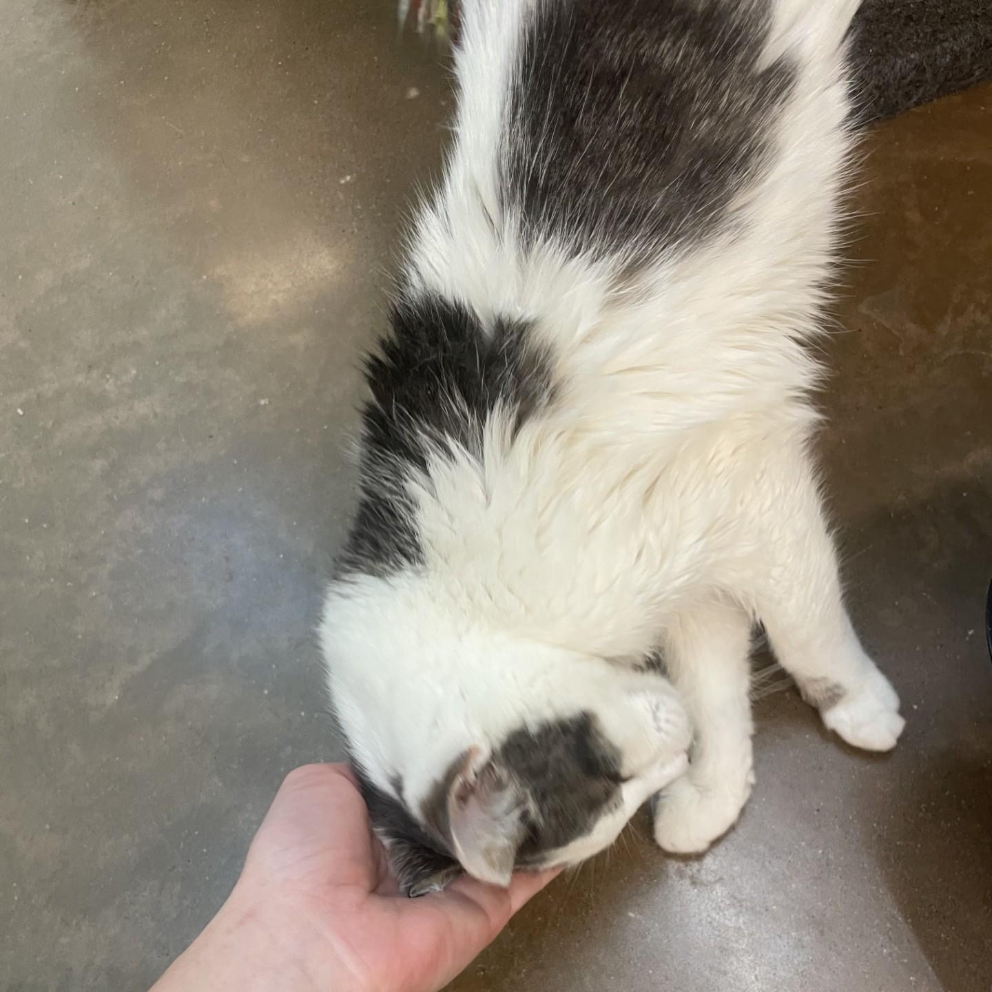 Smudge, a Adoptable Domestic Short Hair in Friday Harbor, WA image 6/6