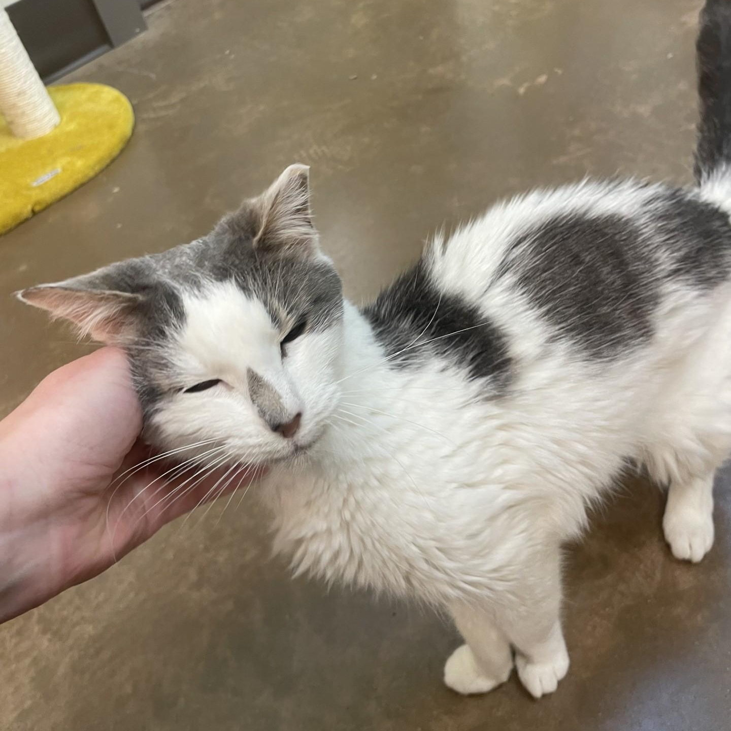 Smudge, Adoptable, Senior Female Domestic Short Hair.