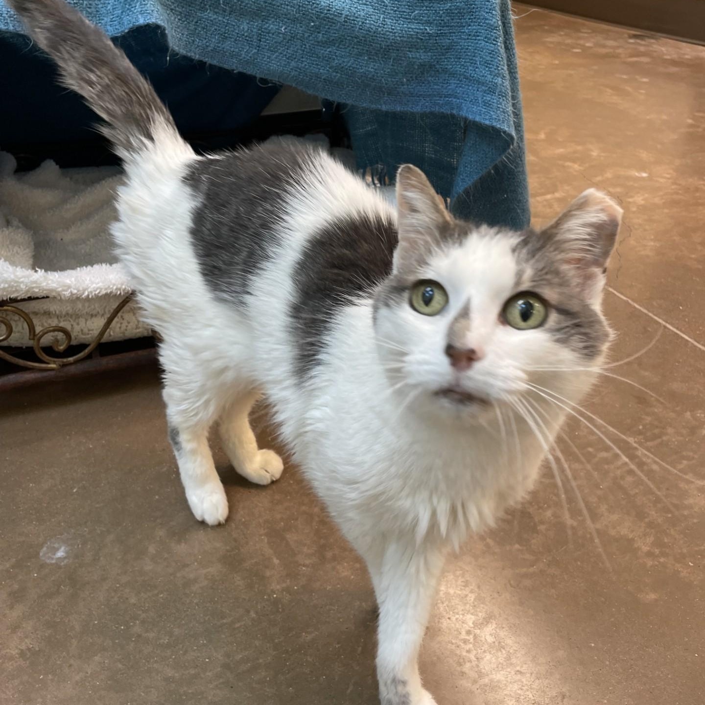 Smudge, a Adoptable Domestic Short Hair in Friday Harbor, WA image 4/6