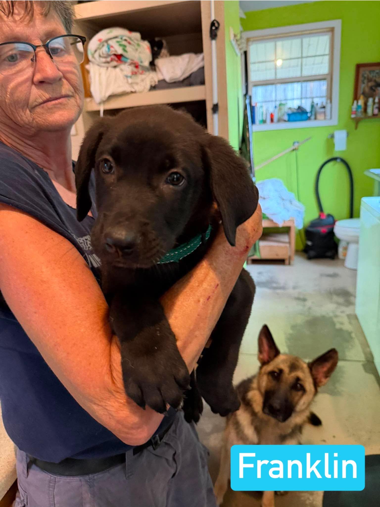 Franklin (PUPPY), an adopted mixed breed in Greeneville, TN image 2/6