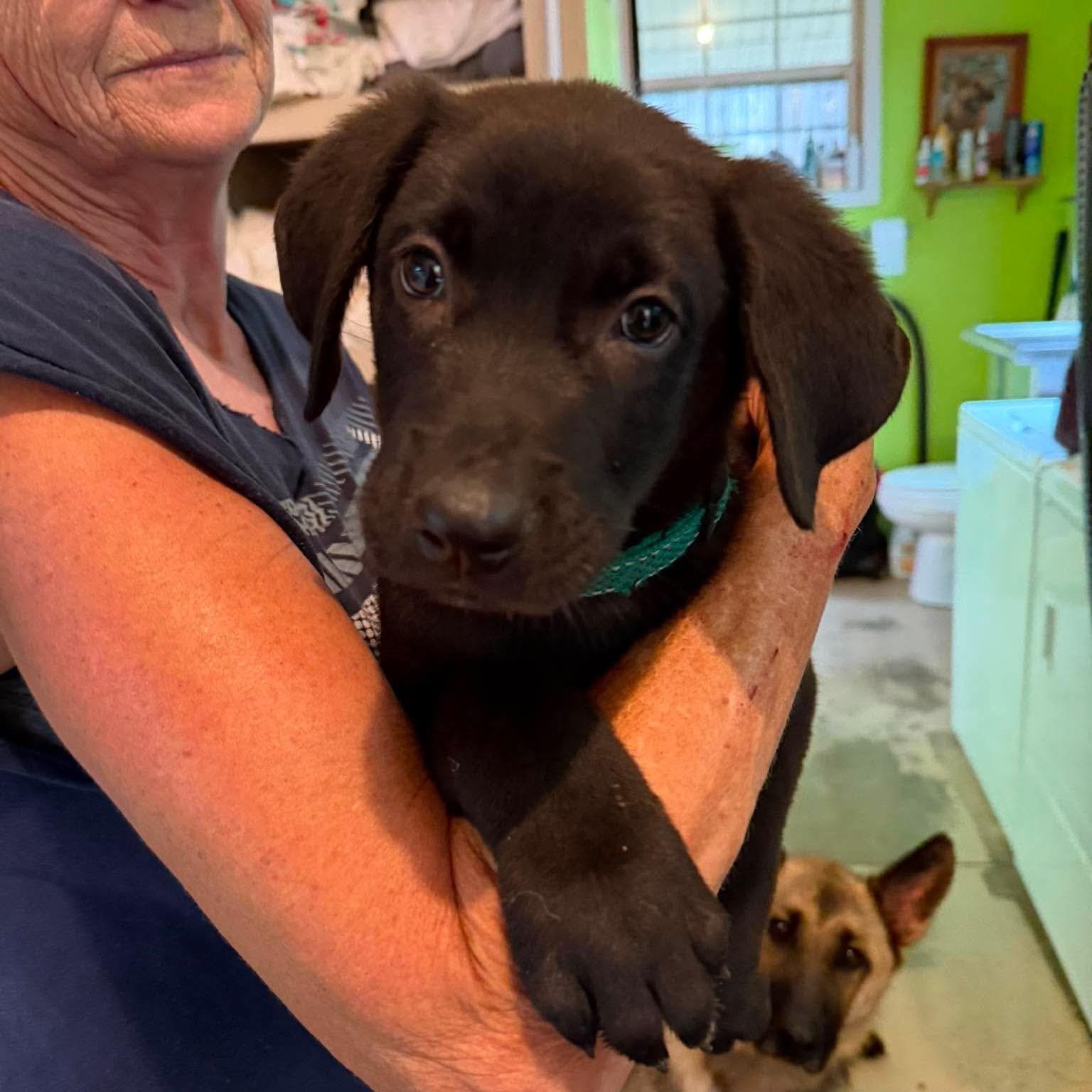 Franklin (PUPPY), adopted, Puppy Male German Shepherd Dog.