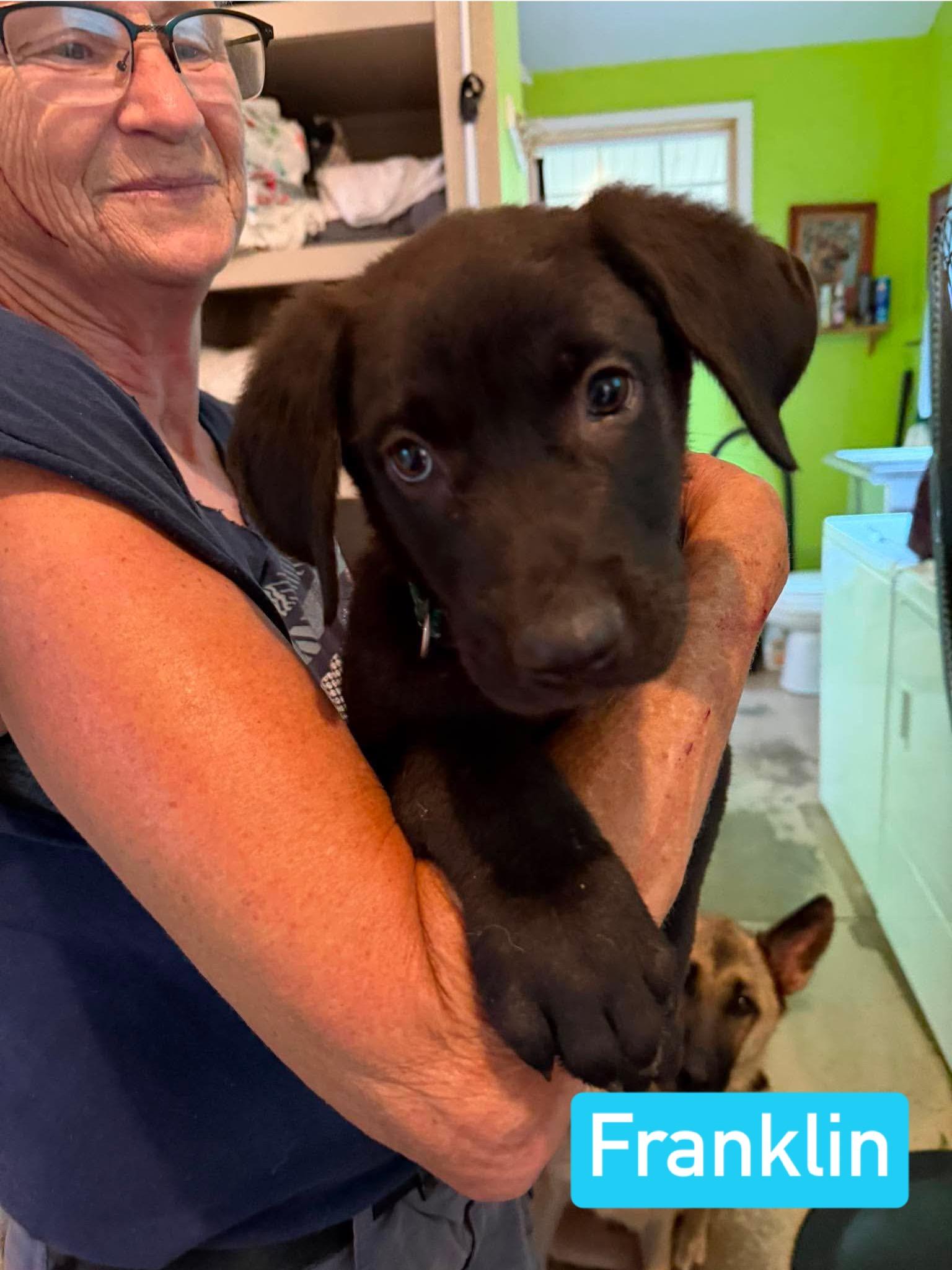 Franklin (PUPPY), an adopted mixed breed in Greeneville, TN image 3/6