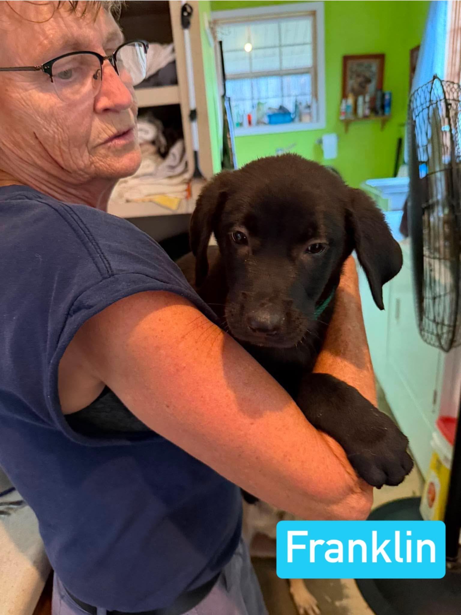 Franklin (PUPPY), an adopted mixed breed in Greeneville, TN image 4/6