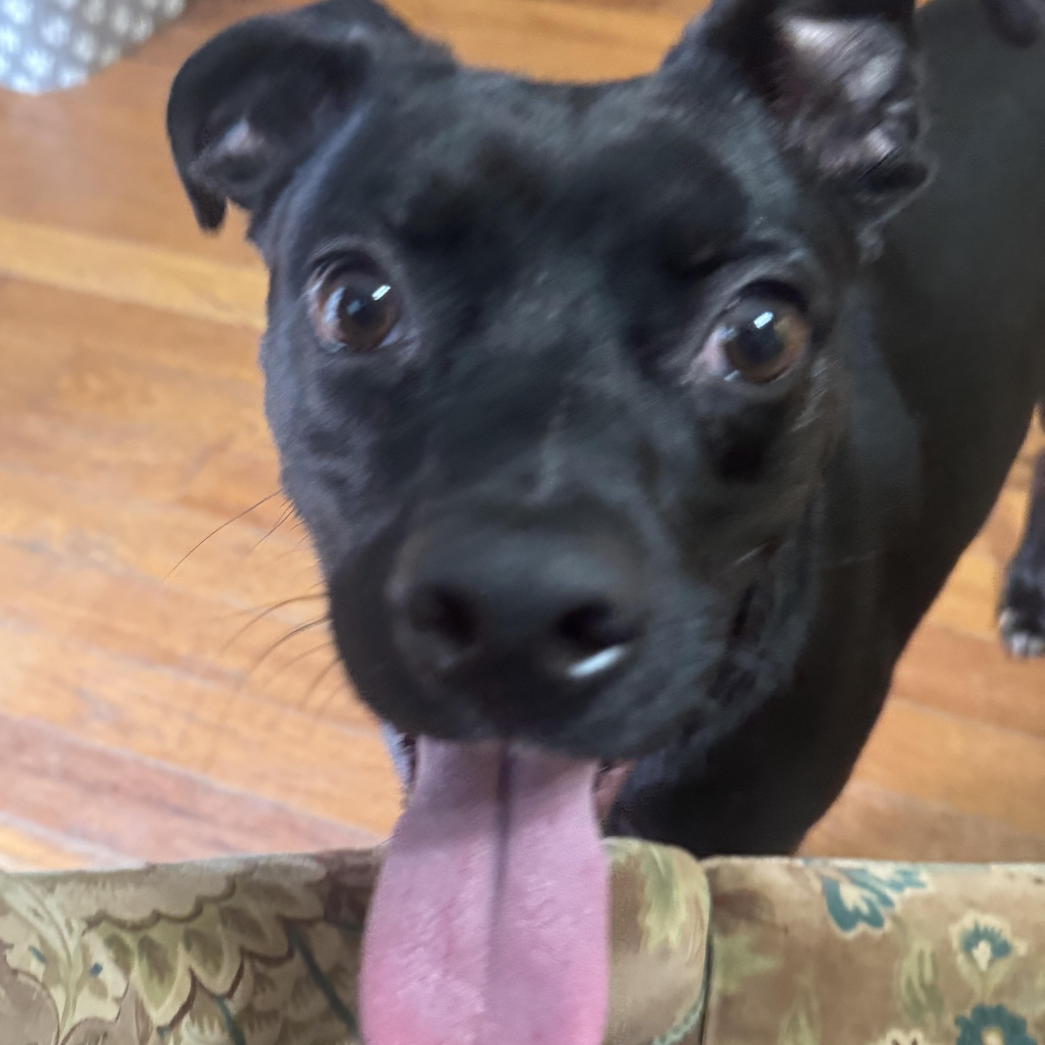 Enlarge Baxter, an adopted mixed breed in Huntersville , NC image 6/6