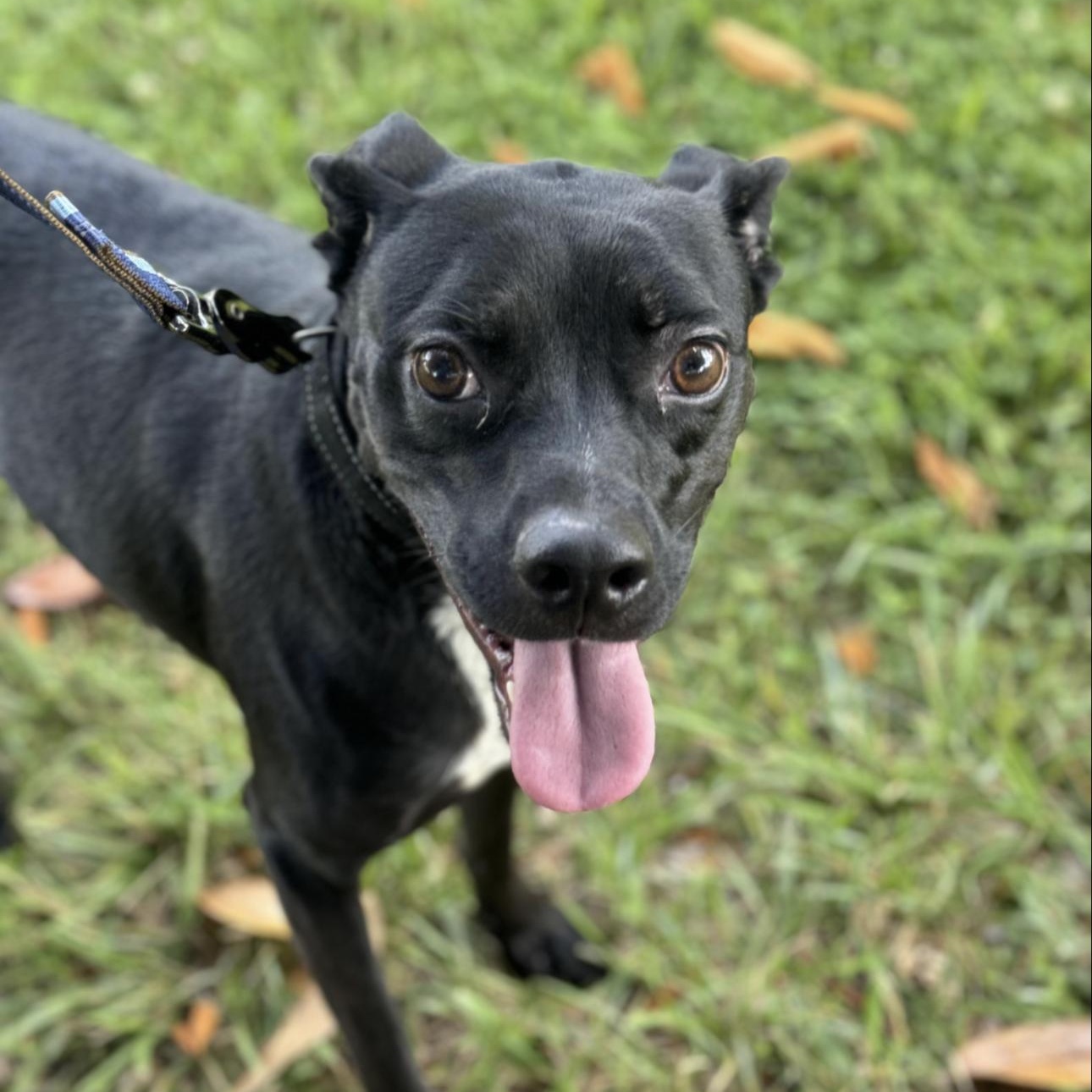 Enlarge Baxter, an adopted mixed breed in Huntersville , NC image 3/6