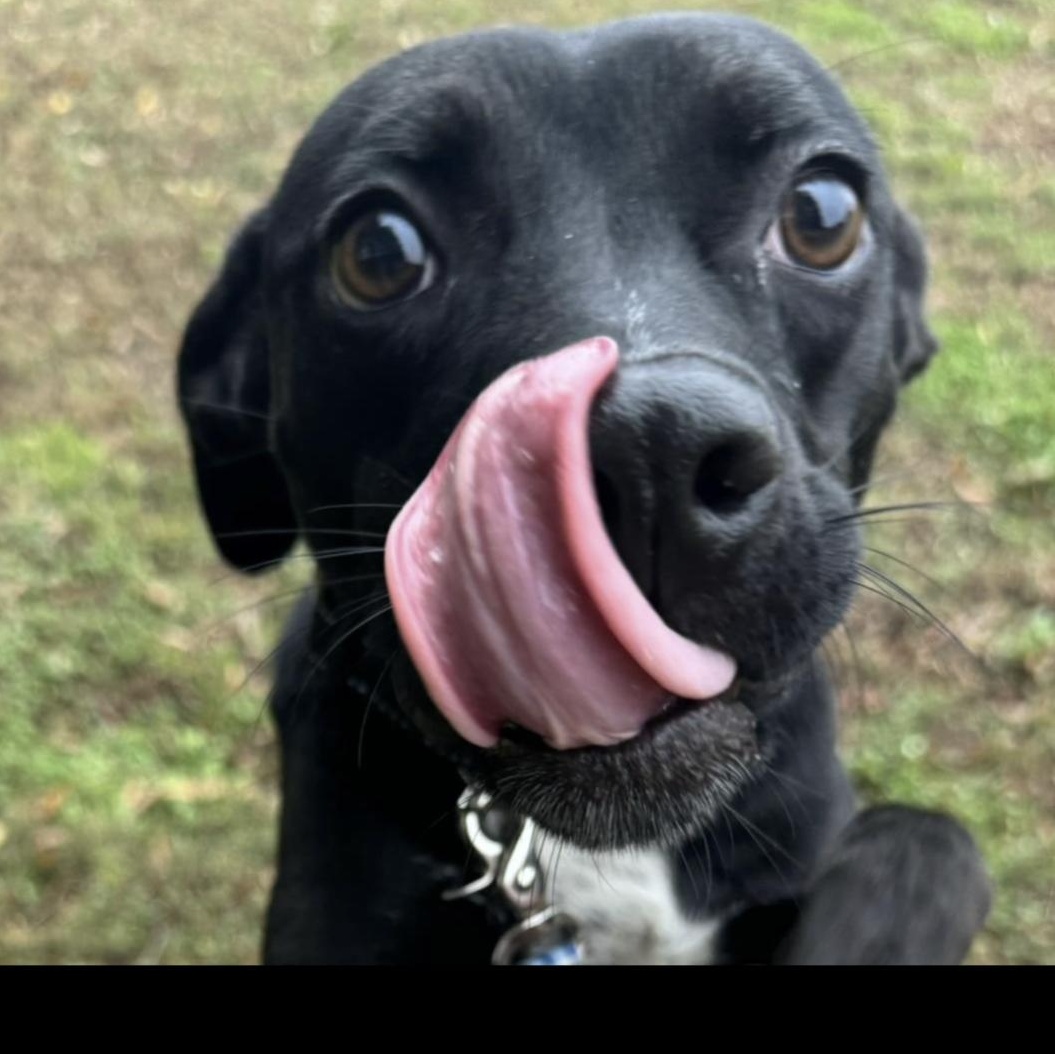 Enlarge Baxter, an adopted mixed breed in Huntersville , NC image 5/6