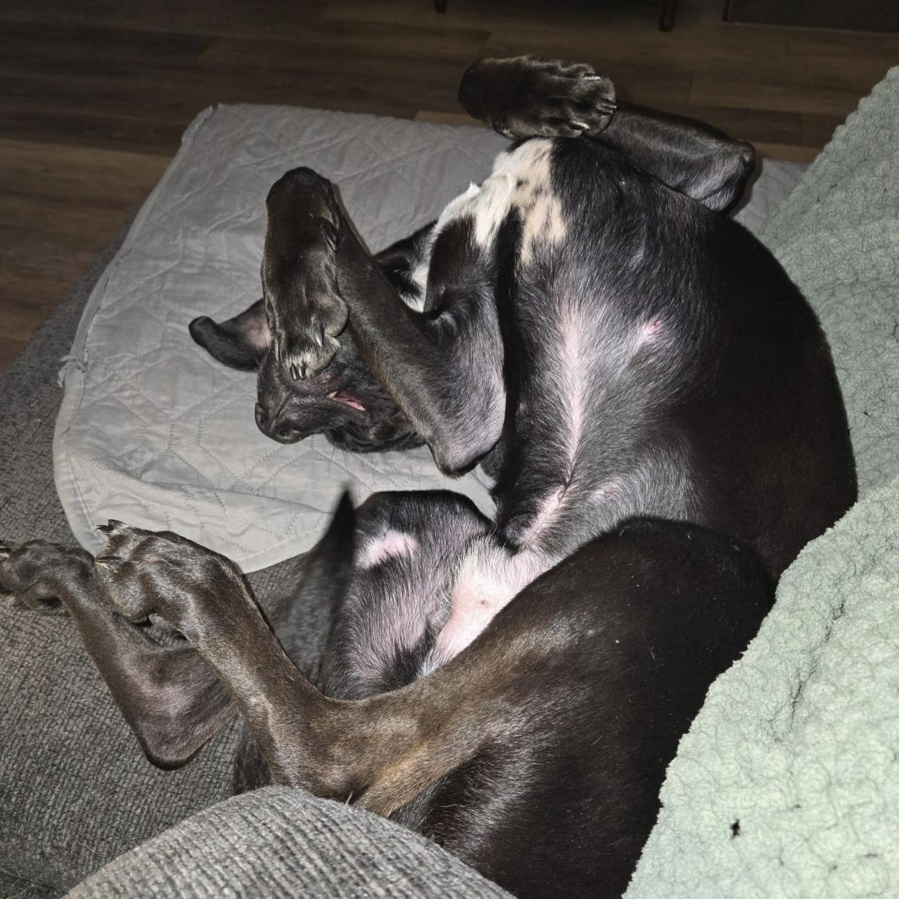 Enlarge Baxter, an adopted mixed breed in Huntersville , NC image 4/6