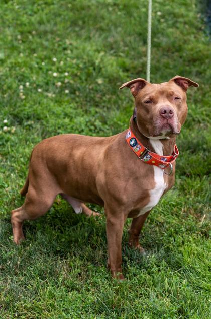 Enlarge Jay Jay, a Adoptable mixed breed in Clarks Summit, PA image 3/3