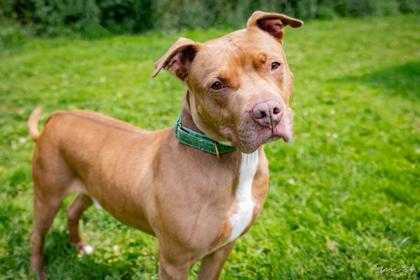 Jay Jay, a Adoptable mixed breed in Clarks Summit, PA image 2/3