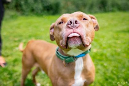 Jay Jay, a Adoptable mixed breed in Clarks Summit, PA image 3/3