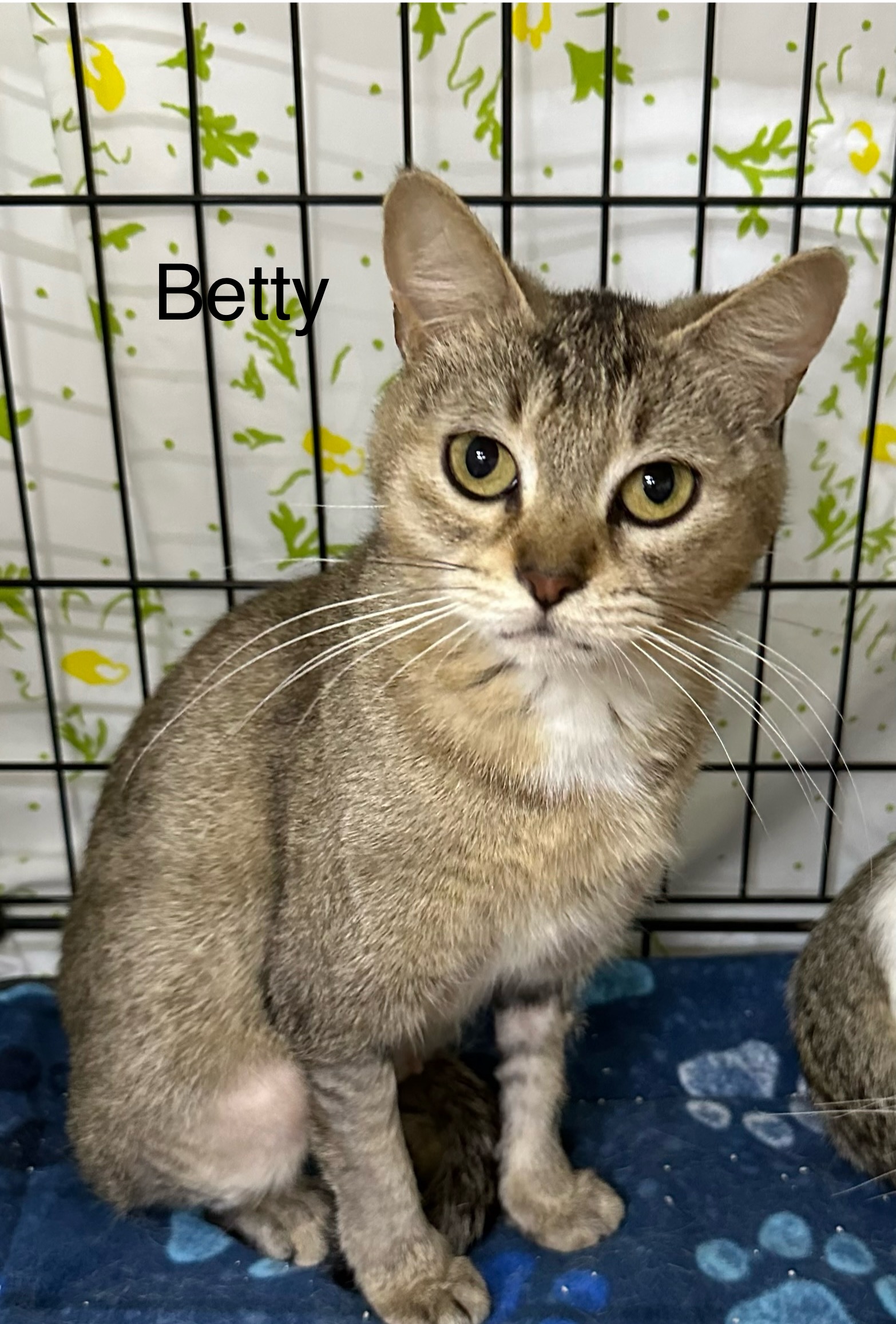 Betty, Adoptable, Adult Female Abyssinian & Domestic Short Hair.