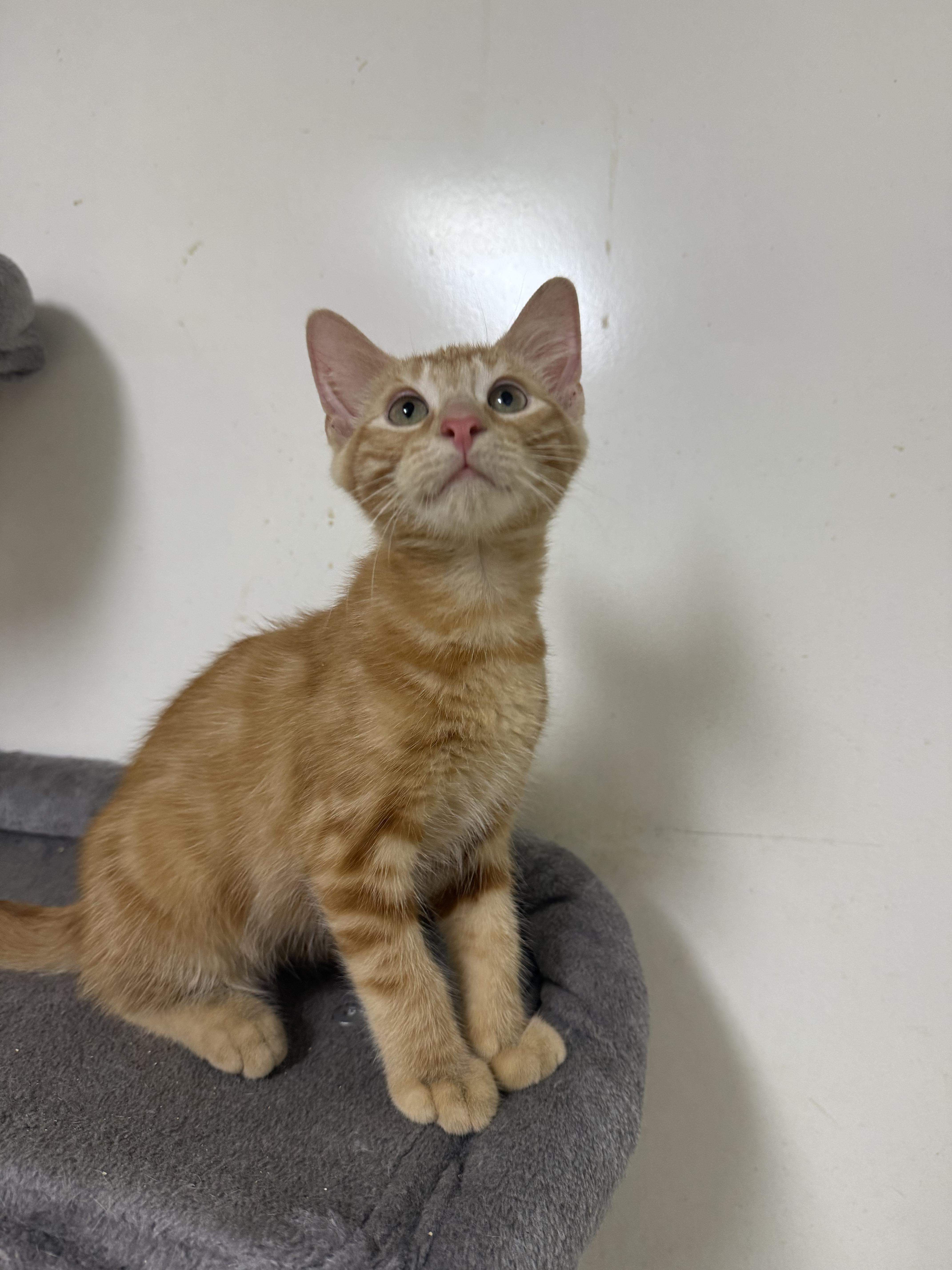 Enlarge Paul, an adopted Domestic Short Hair in Hendersonville, TN image 1/1
