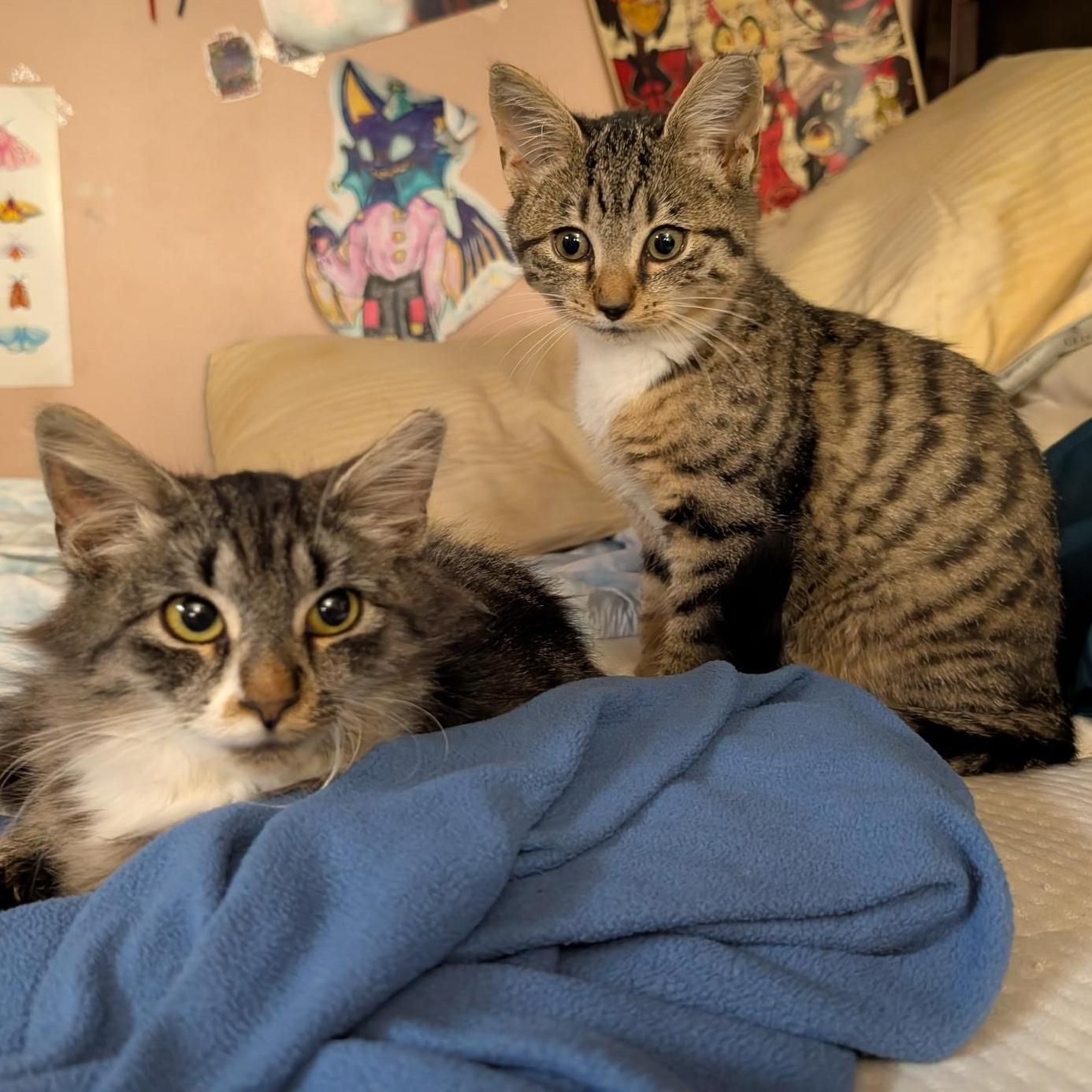 Enlarge Flathead, an adopted Domestic Short Hair in South Euclid, OH image 1/6