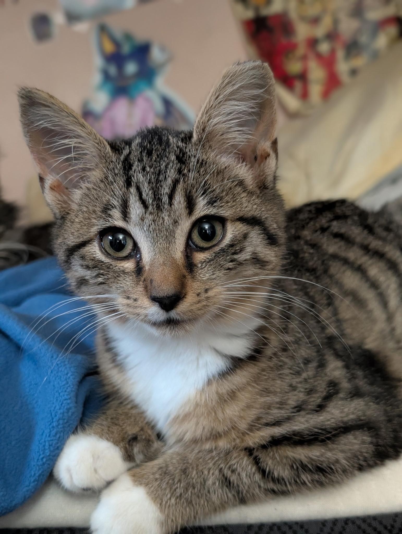 Enlarge Flathead, an adopted Domestic Short Hair in South Euclid, OH image 2/6