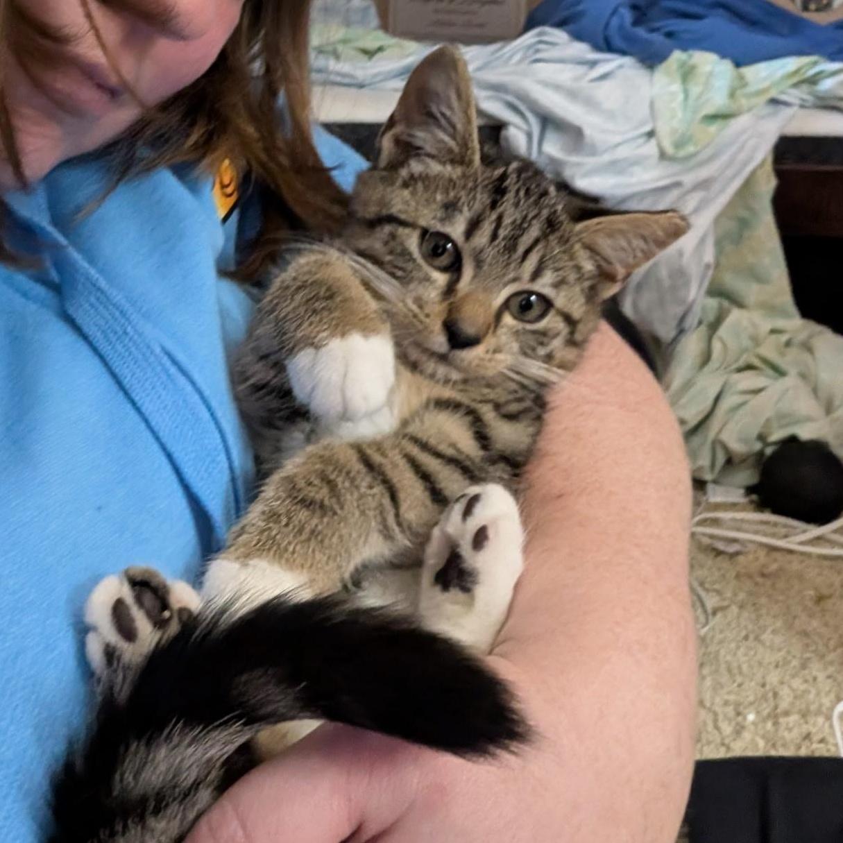 Enlarge Flathead, an adopted Domestic Short Hair in South Euclid, OH image 3/6