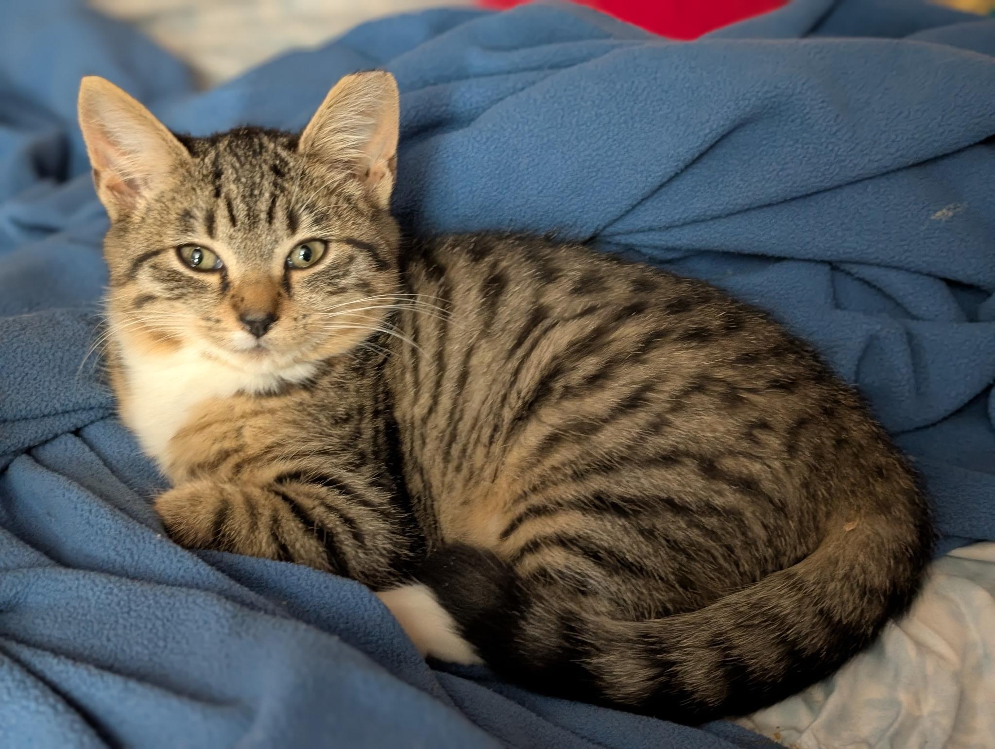 Enlarge Flathead, an adopted Domestic Short Hair in South Euclid, OH image 4/6