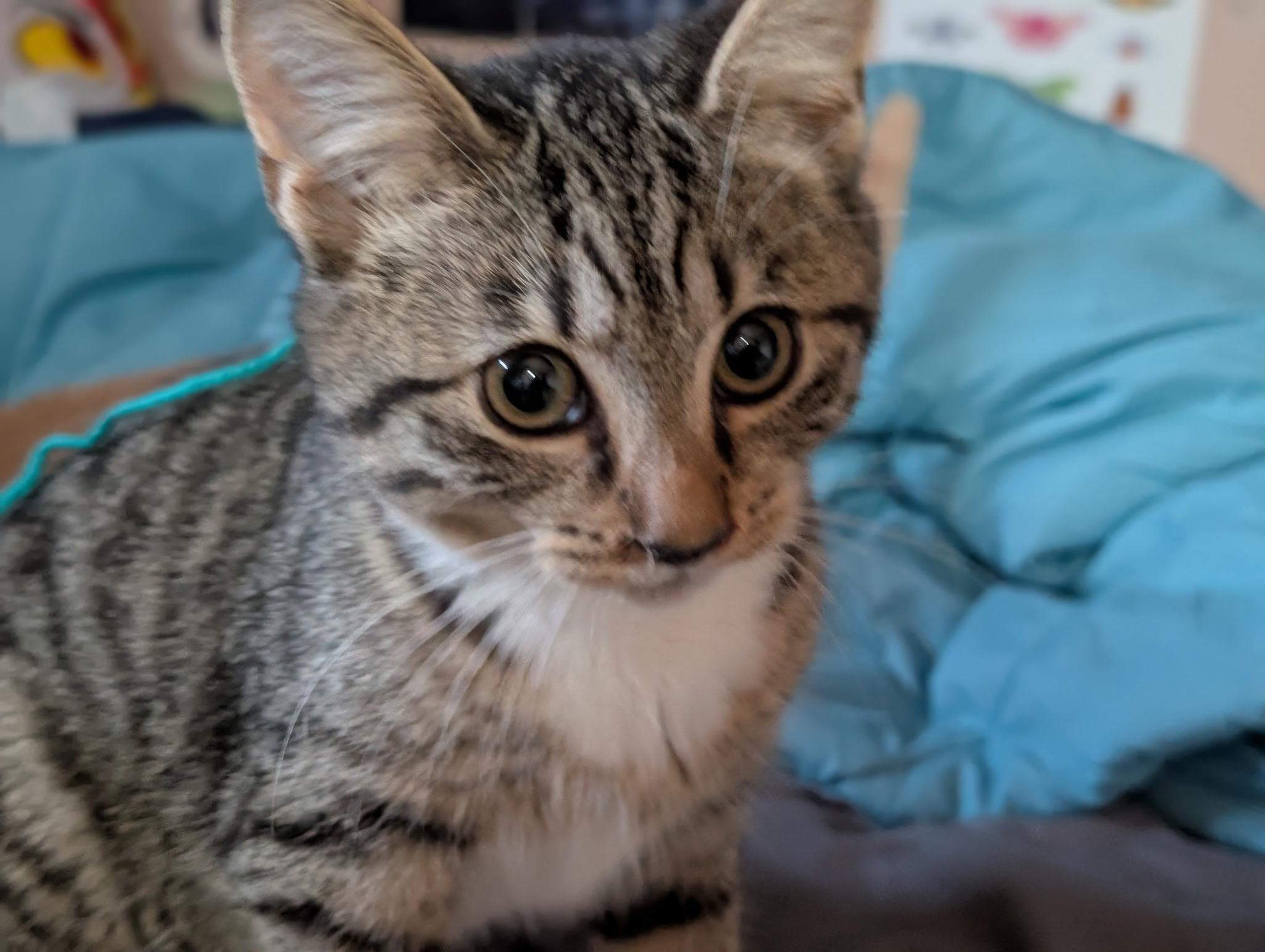 Enlarge Flathead, an adopted Domestic Short Hair in South Euclid, OH image 5/6