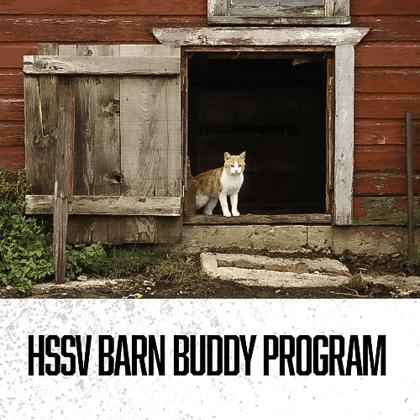 Birdy FC, Adoptable, Kitten Female Domestic Short Hair & Domestic Short Hair.