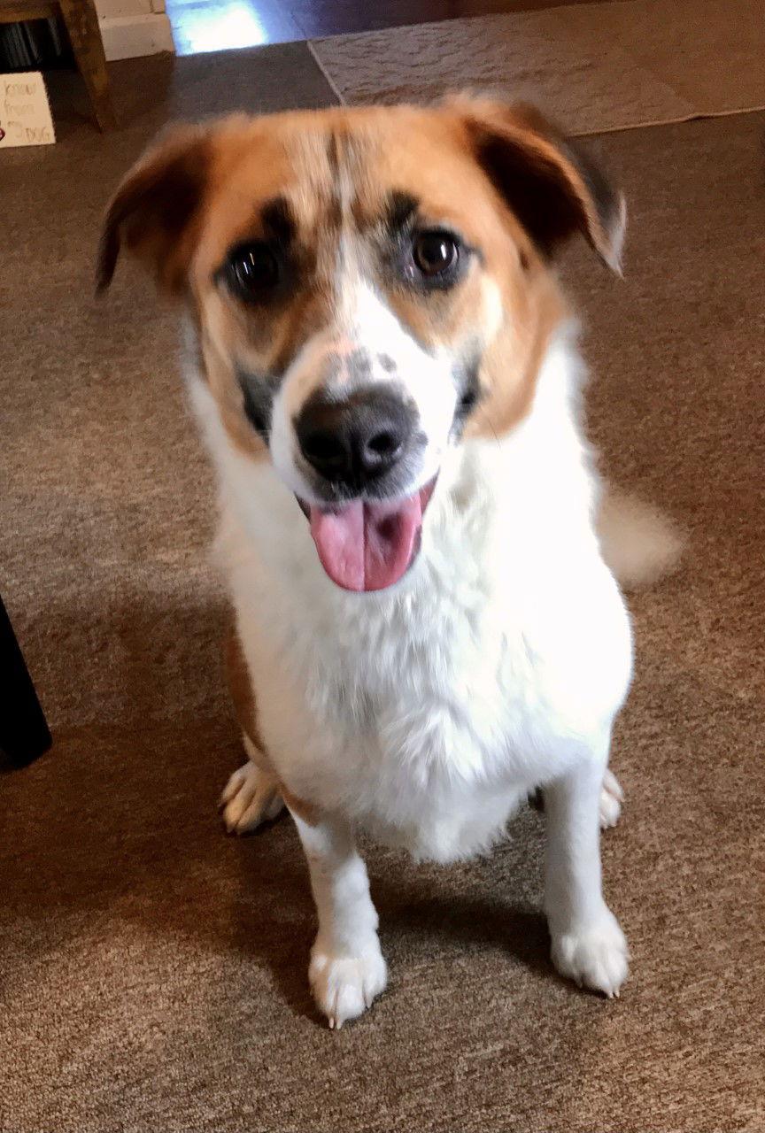 Piper, Adoptable, Adult Female Beagle & Australian Shepherd.