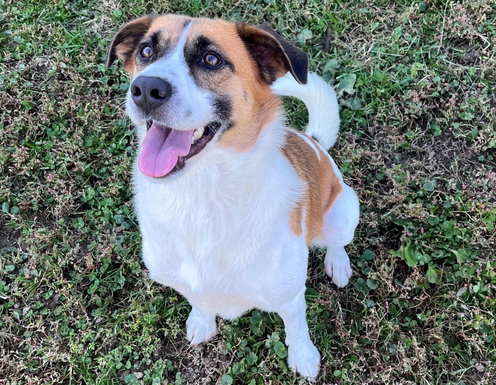 Piper, a Adoptable mixed breed in Sistersville, WV image 3/3