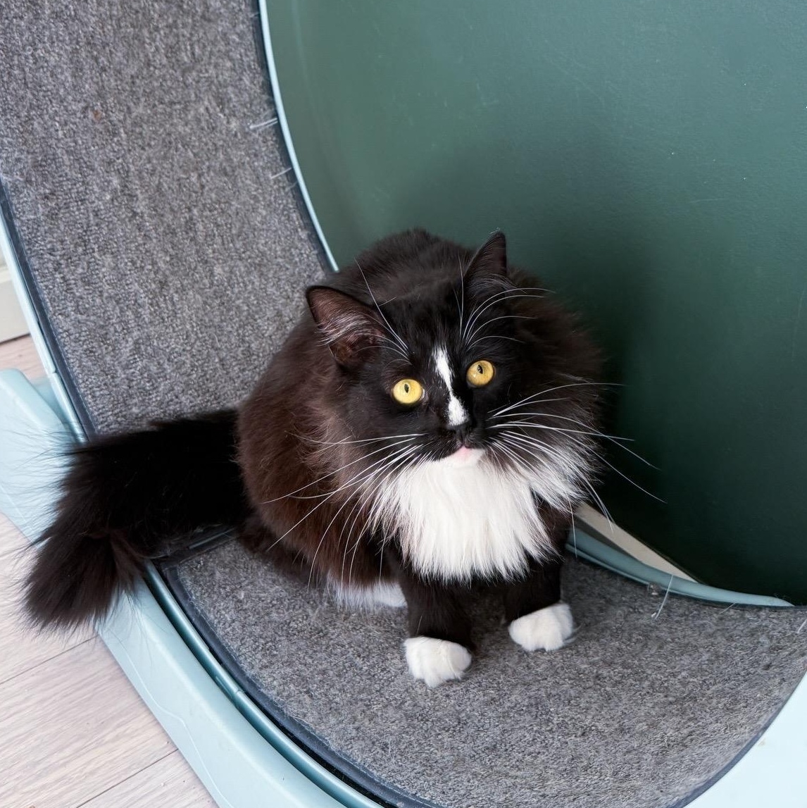 Enlarge Dally, a Adoptable Domestic Long Hair in New Orleans, LA image 2/2