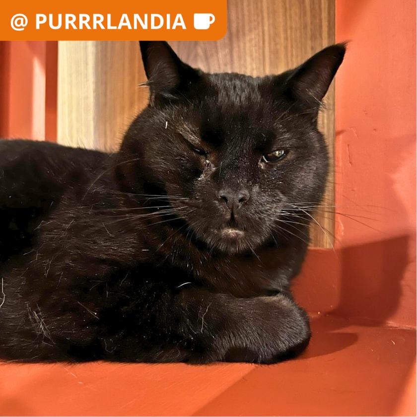 Enlarge Cabernet, a Adoptable Domestic Short Hair in Los Angeles, CA image 1/1