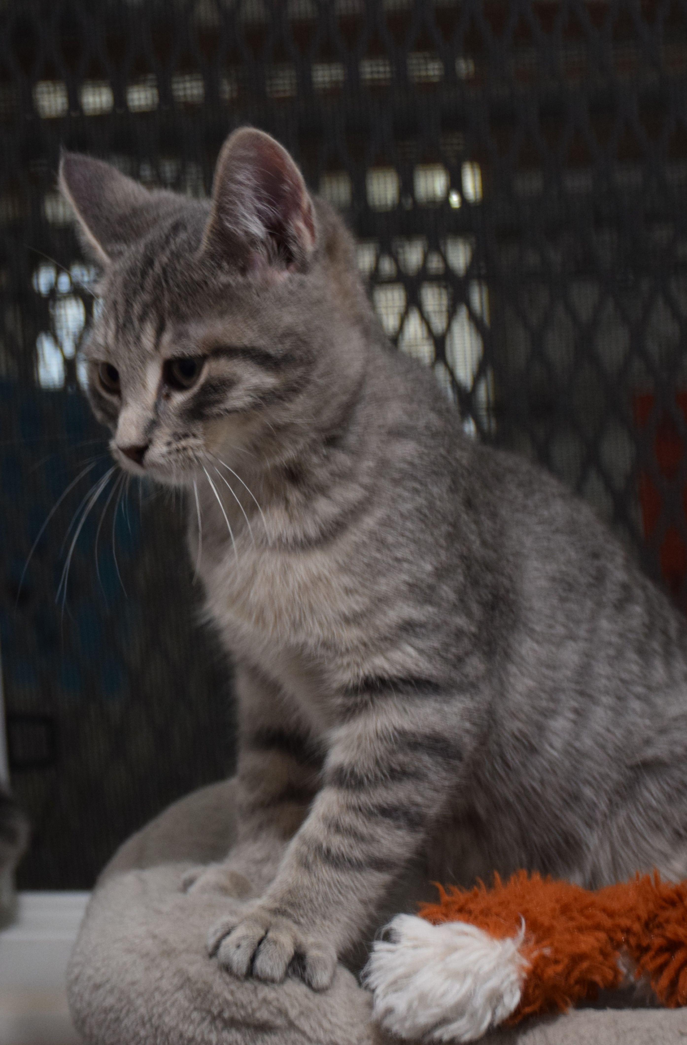 Neko, ADOPTABLE, Young Male Tabby.