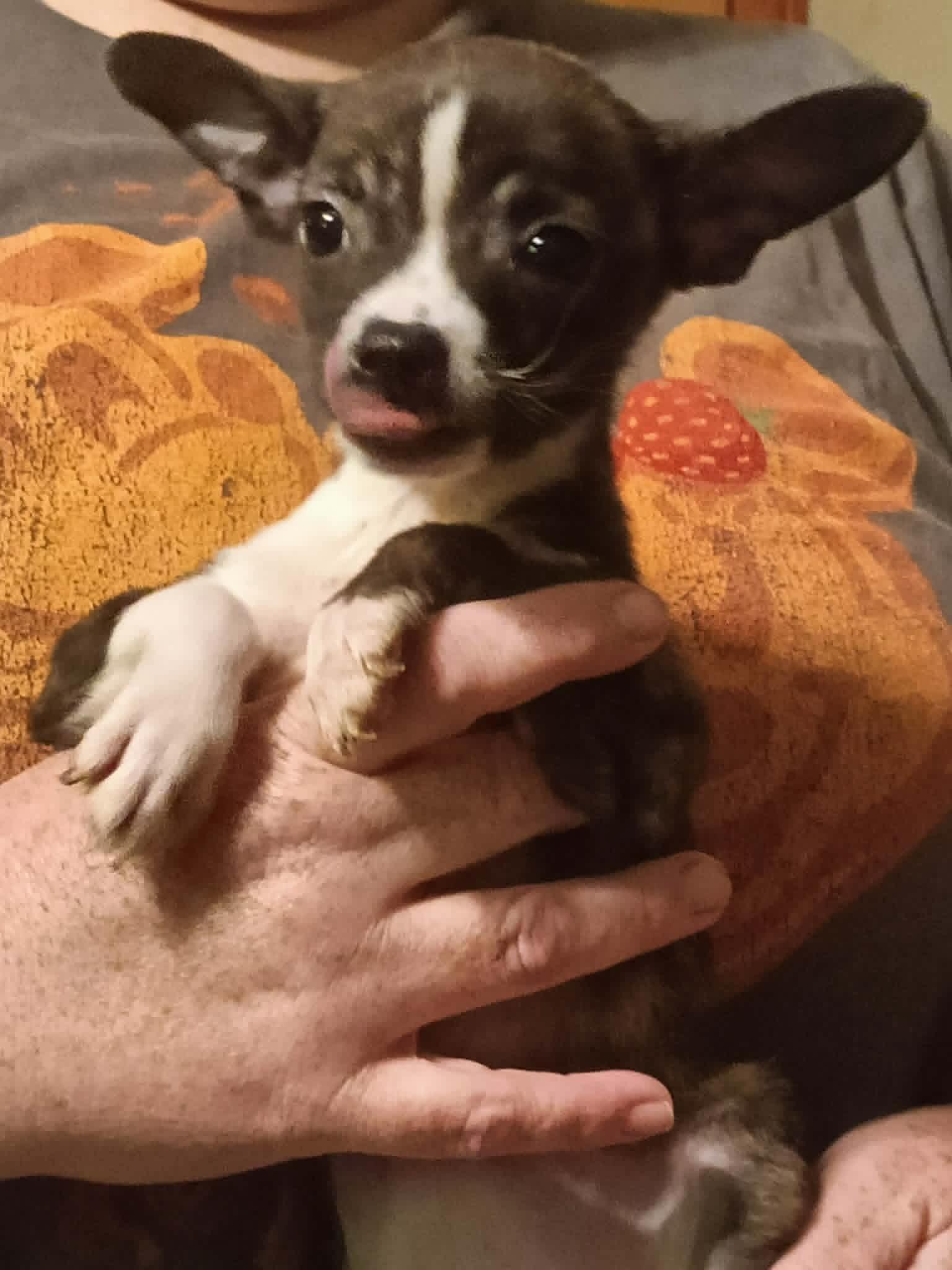 Three Chi Company - Zeba, Adopted, Puppy Female Chihuahua.
