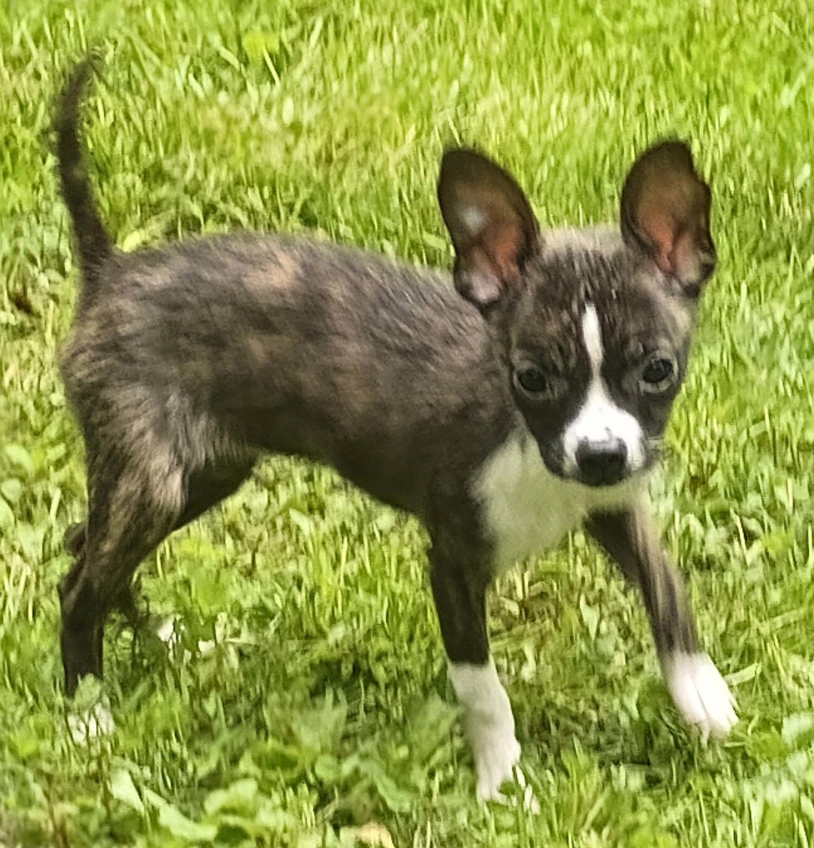 Enlarge Three Chi Company - Zeba, a Adopted Chihuahua in Ashville, OH image 2/2