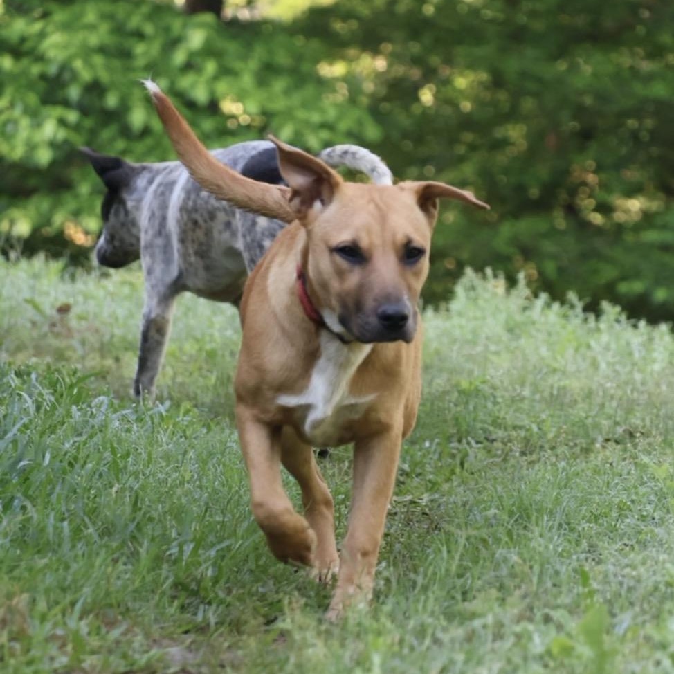 Jessie, a Adoptable mixed breed in Davenport, IA image 2/6