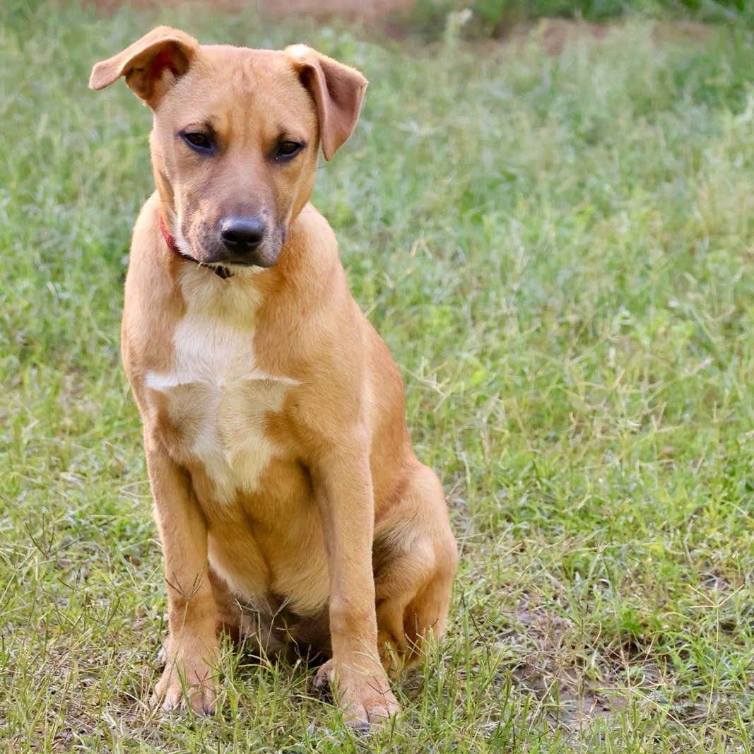 Jessie, a Adoptable mixed breed in Davenport, IA image 6/6