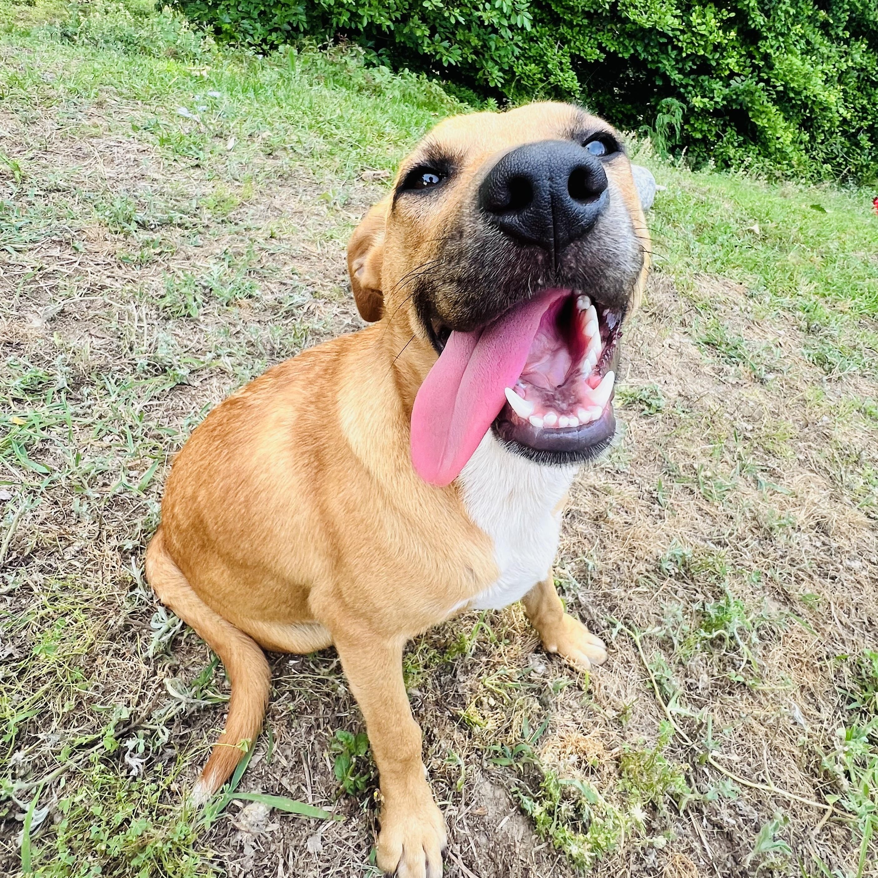 Jessie, a Adoptable mixed breed in Davenport, IA image 4/6
