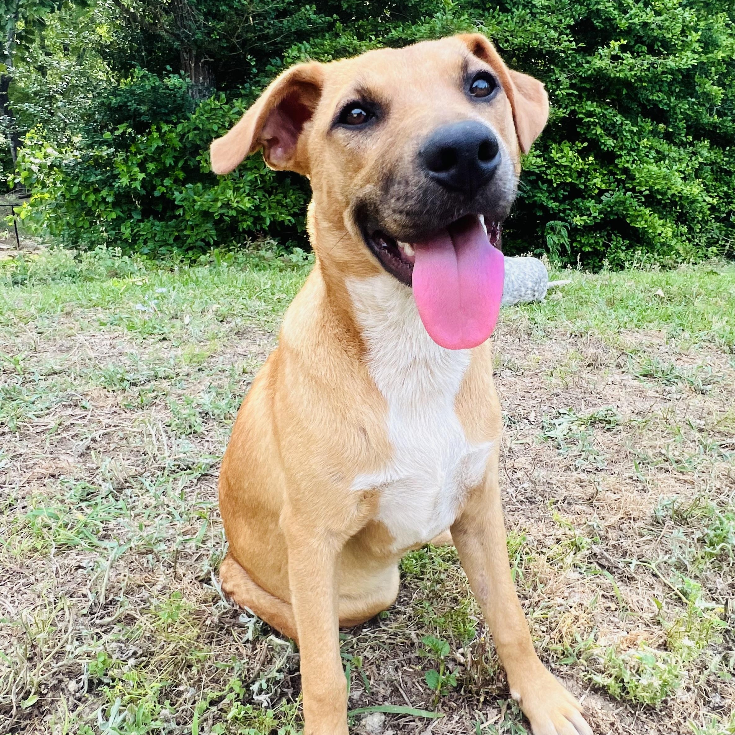 Jessie, a Adoptable mixed breed in Davenport, IA image 5/6
