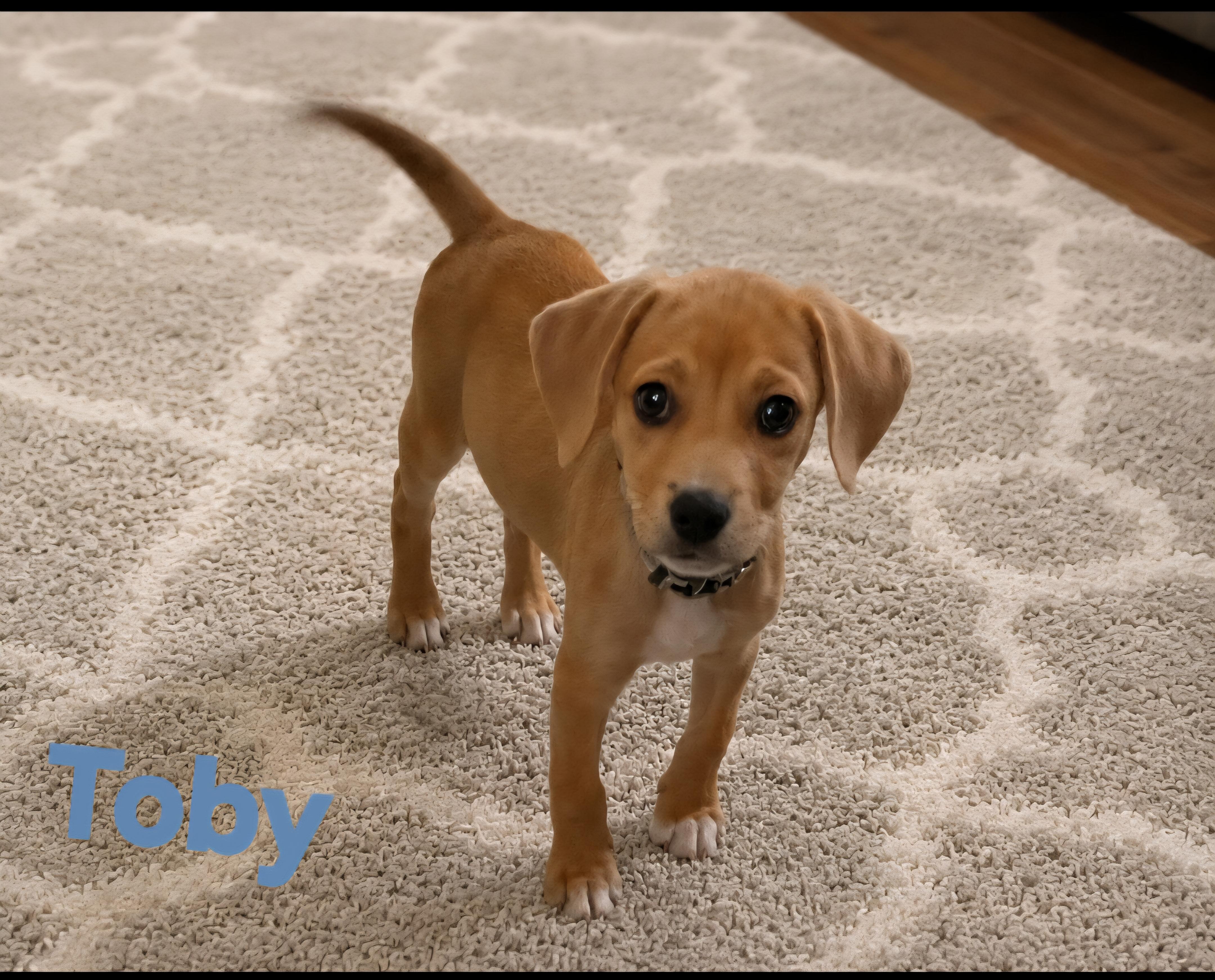 Enlarge Toby, an adopted mixed breed in New Port Richey, FL image 1/1
