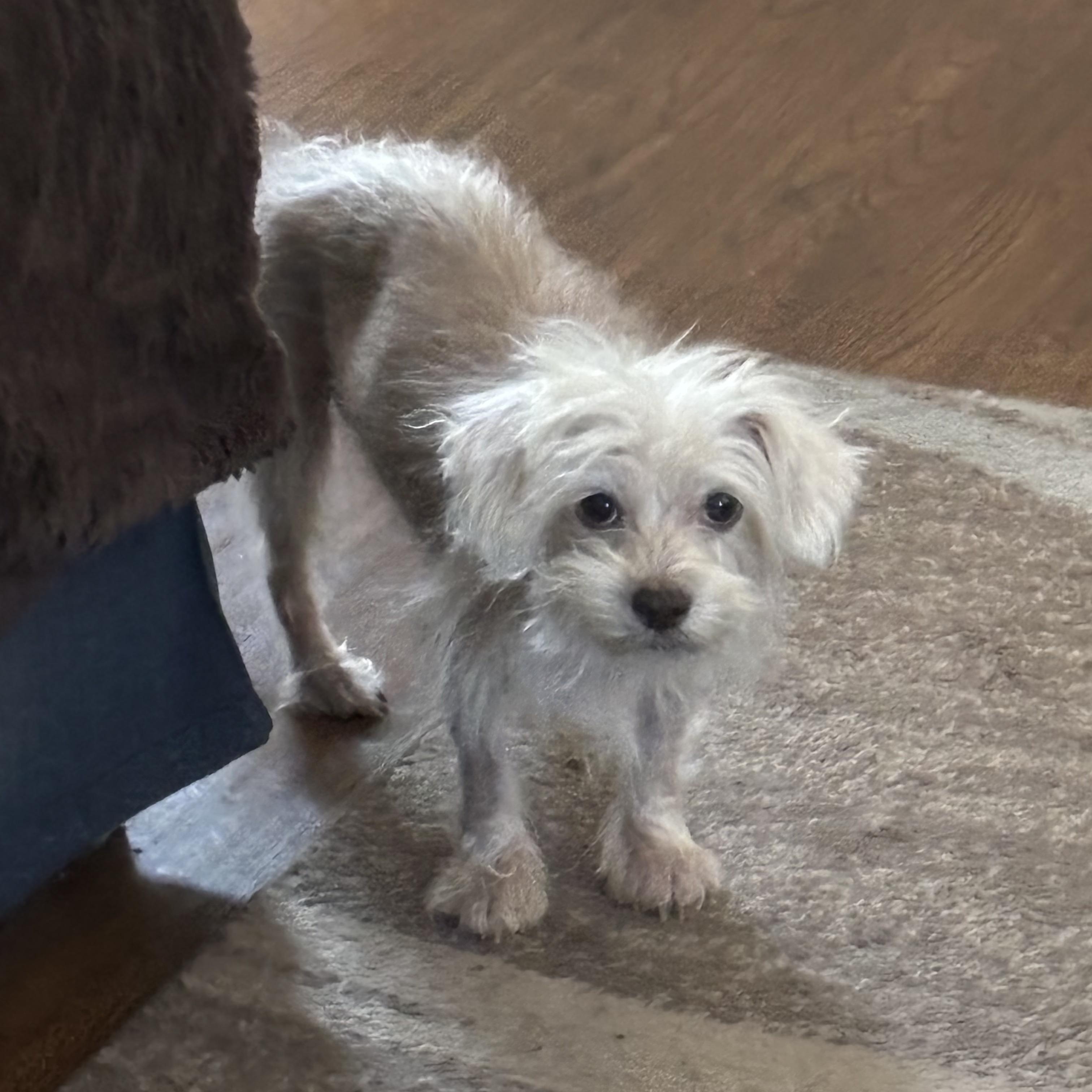 Enlarge Bootsie, an adopted mixed breed in Wilmington, DE image 2/5