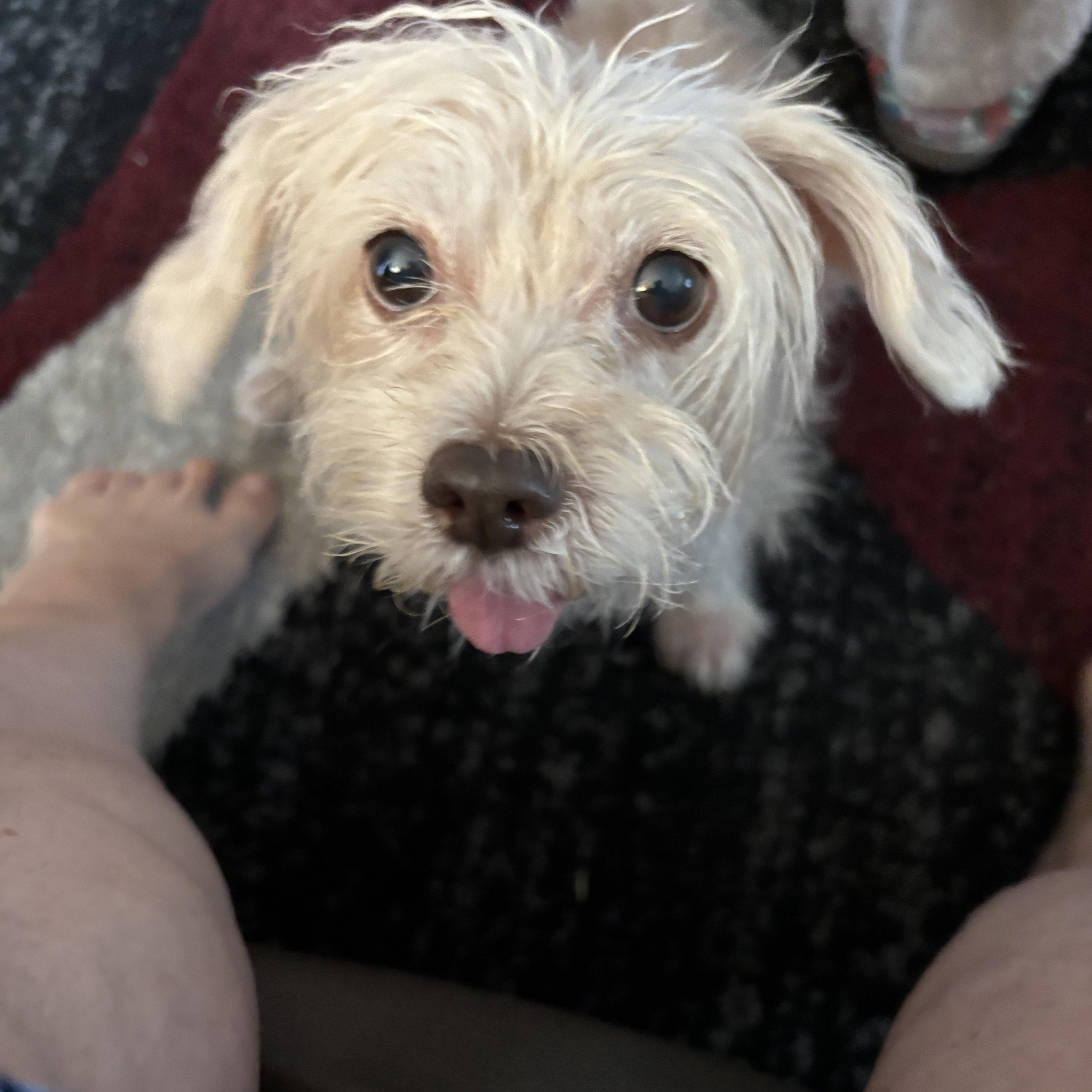 Enlarge Bootsie, an adopted mixed breed in Wilmington, DE image 5/5