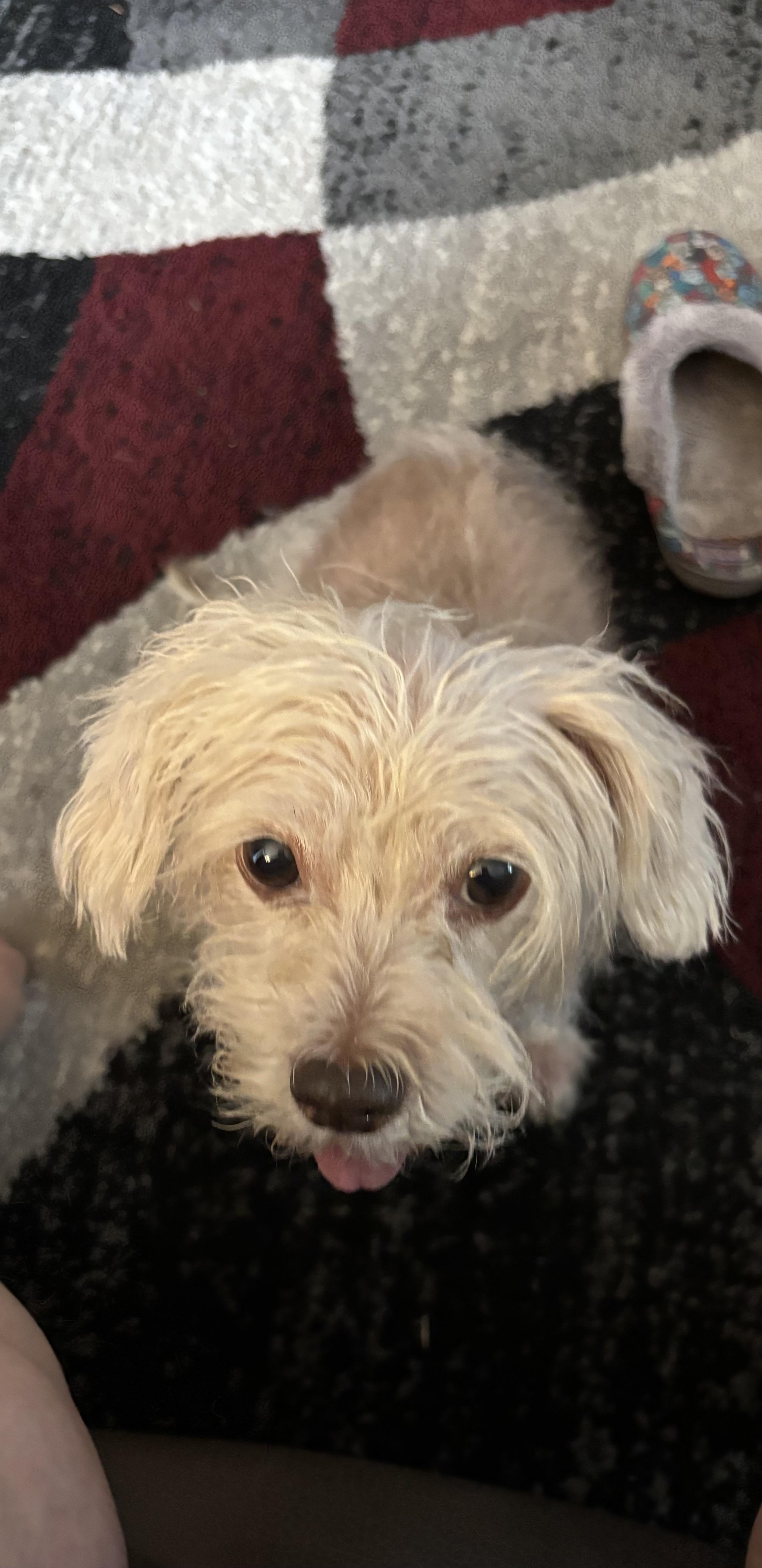 Enlarge Bootsie, an adopted mixed breed in Wilmington, DE image 4/5