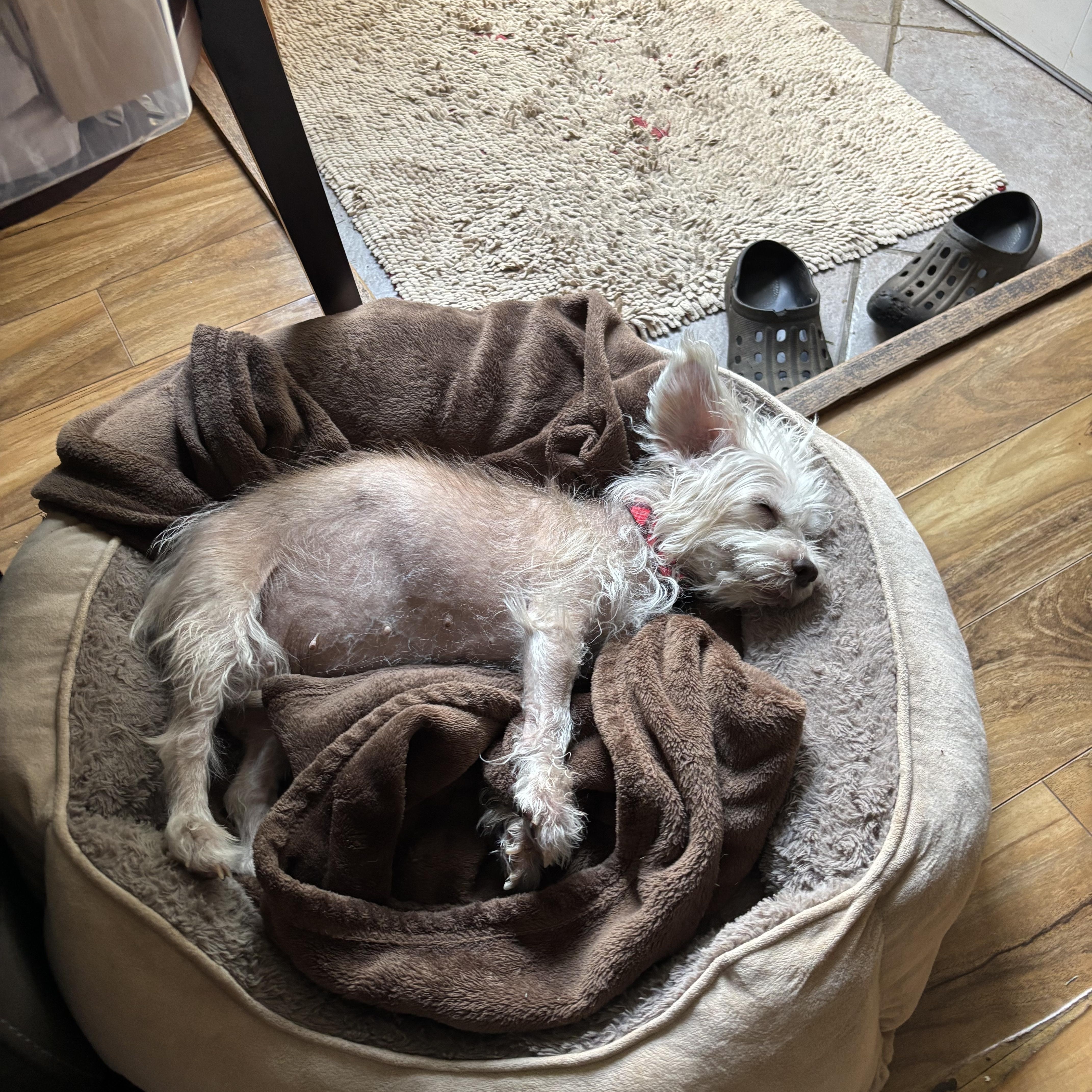 Enlarge Bootsie, an adopted mixed breed in Wilmington, DE image 3/5