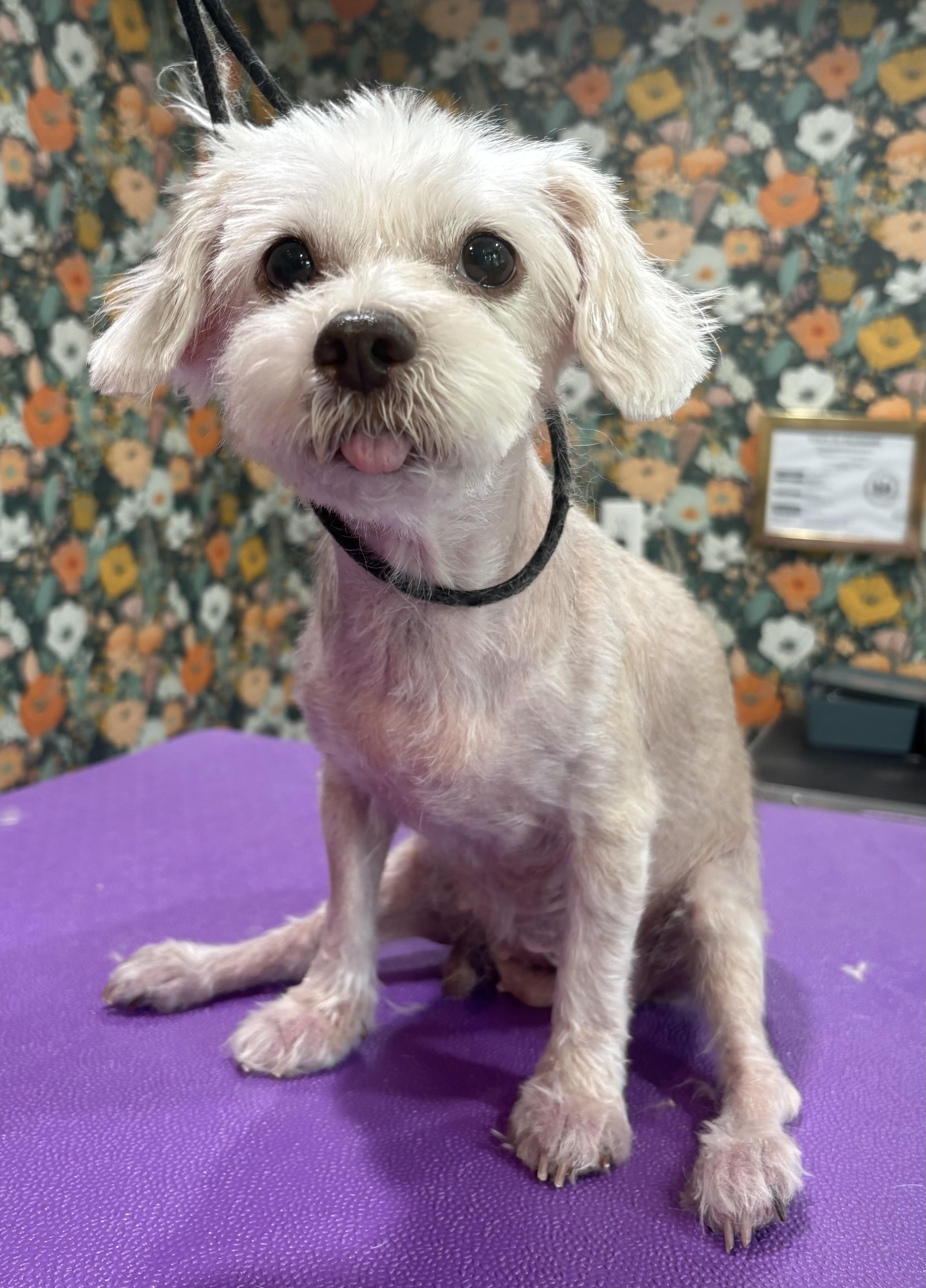 Bootsie, adopted, Senior Female Maltese.