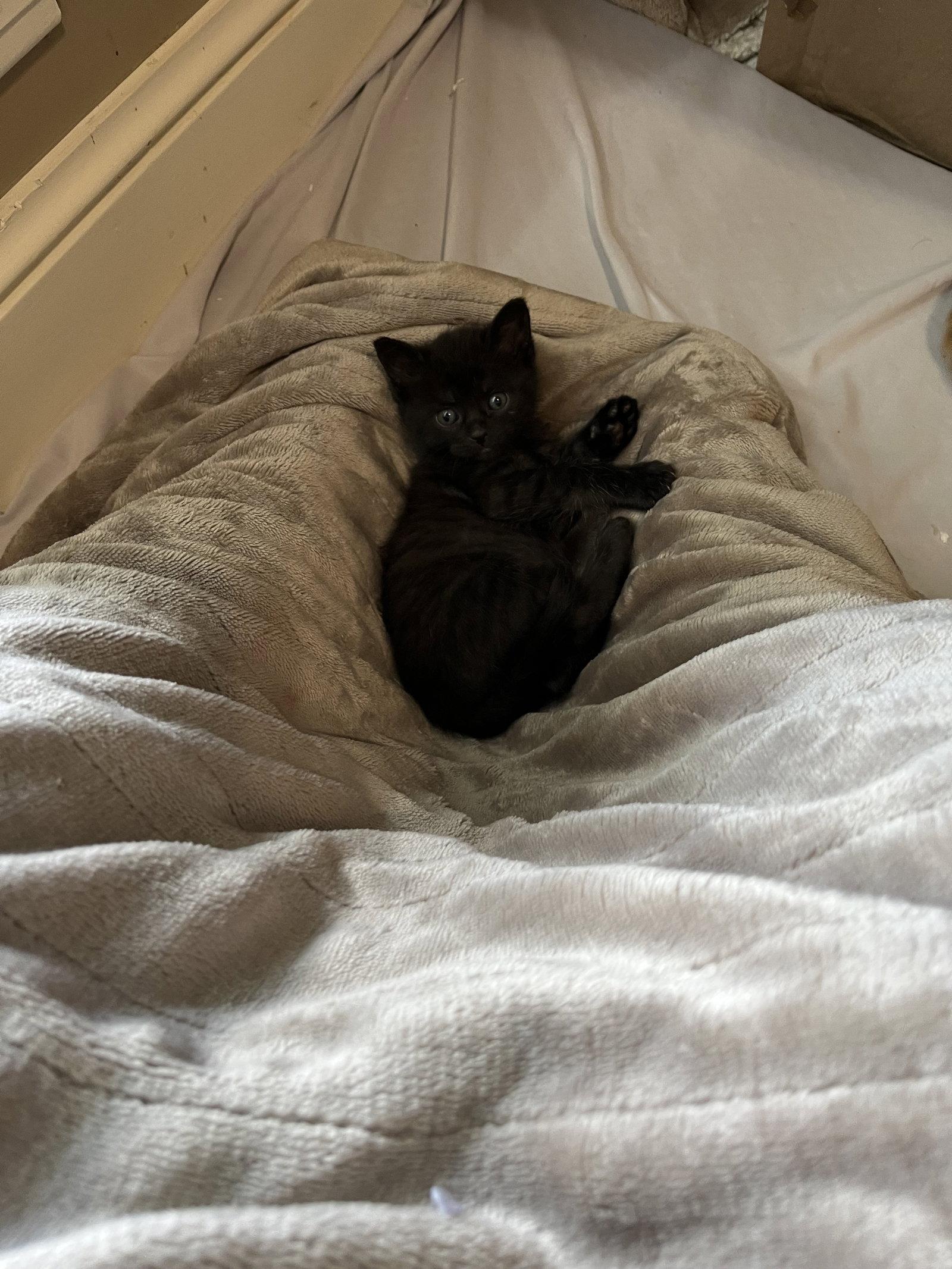 Cocoa, a Adoptable Domestic Short Hair in Horn Lake, MS image 1/3