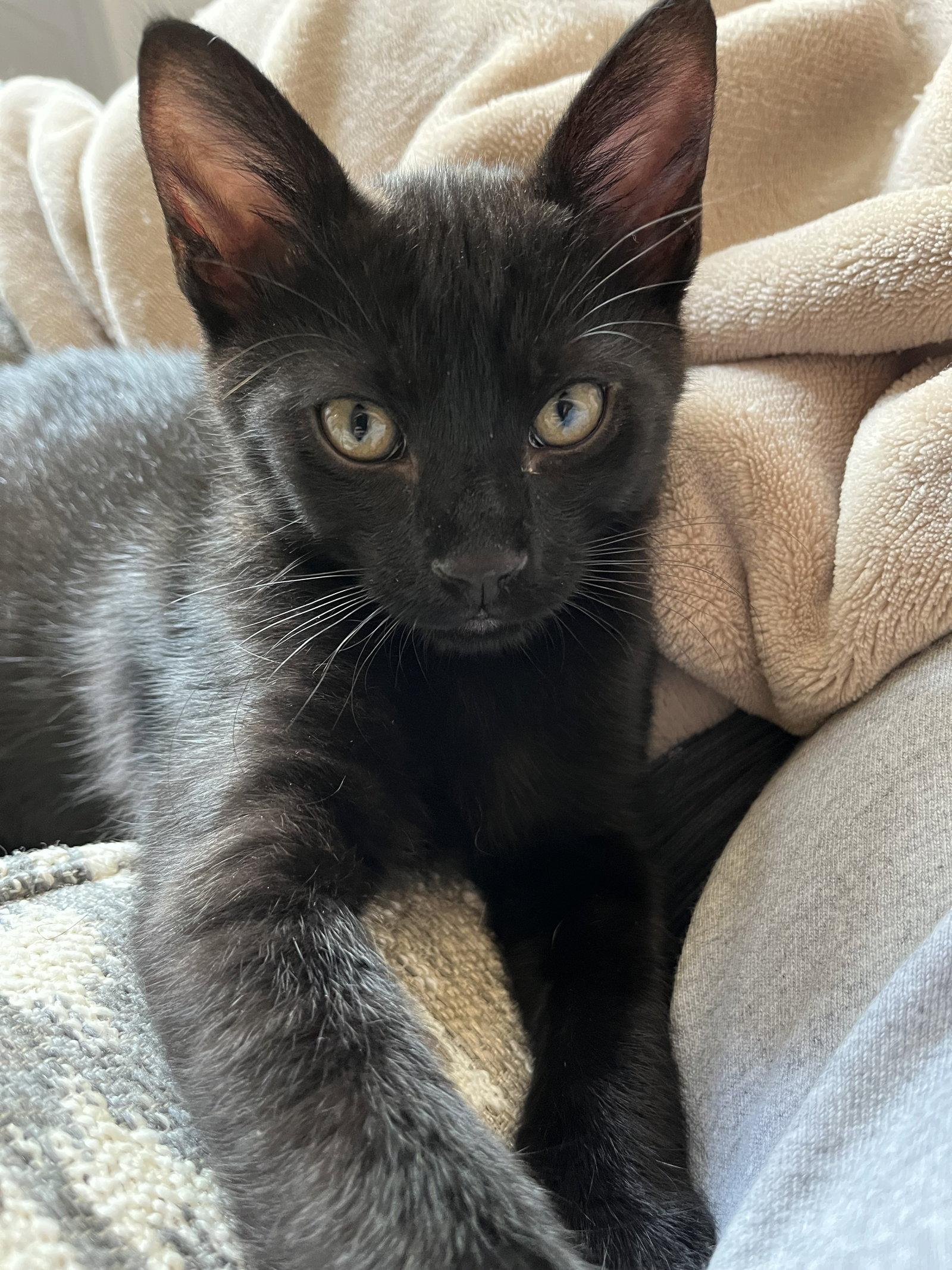 Cocoa, a Adoptable Domestic Short Hair in Horn Lake, MS image 3/3