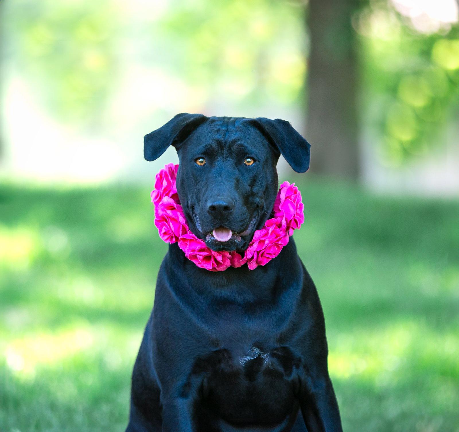 Tommi, Adoptable, Young Female Labrador Retriever.