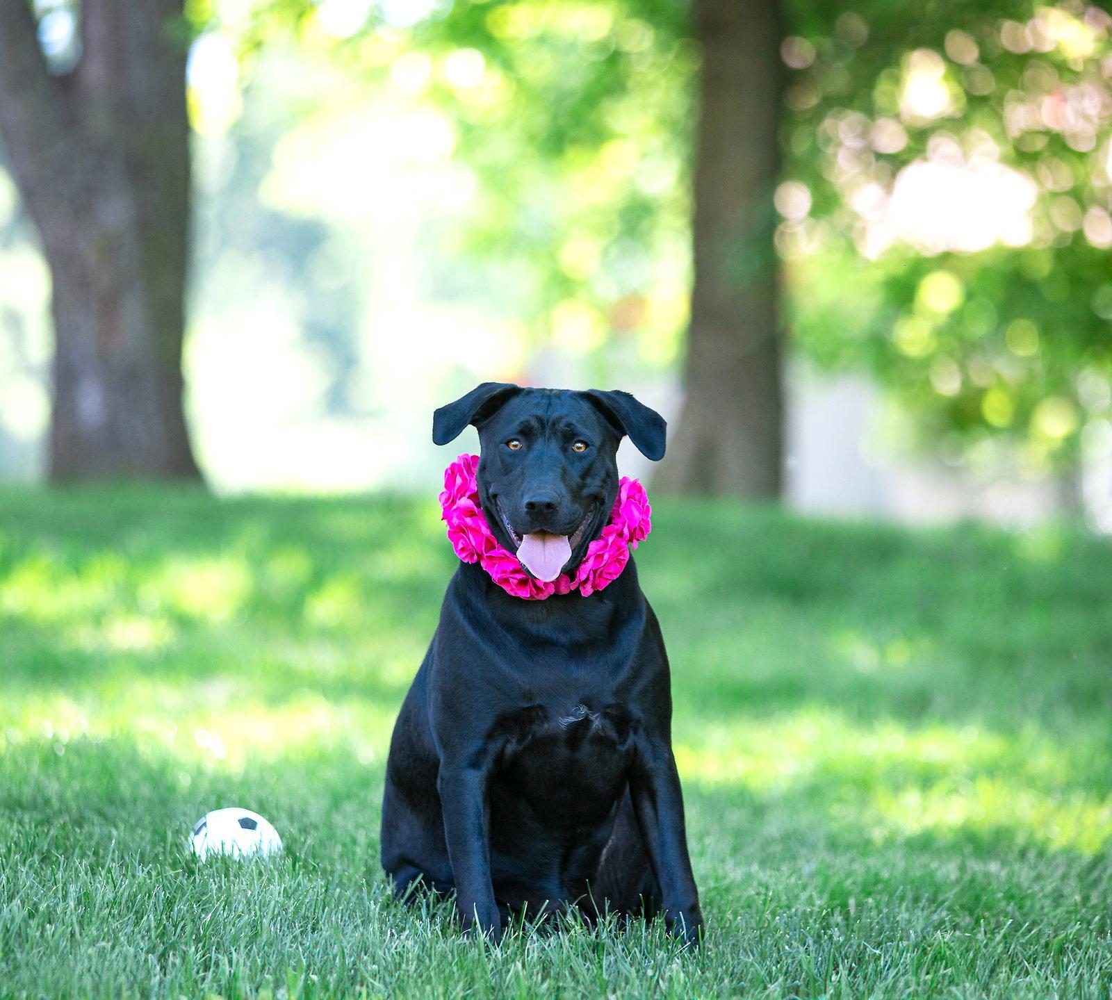 Enlarge Tommi, a Adoptable Labrador Retriever in Coatesville, PA image 2/3